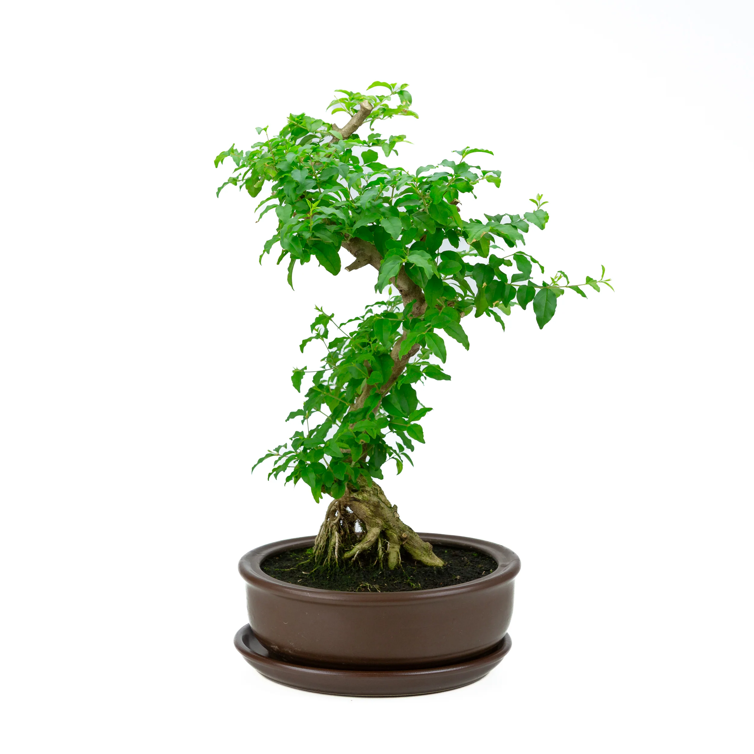 Miniatuur 2