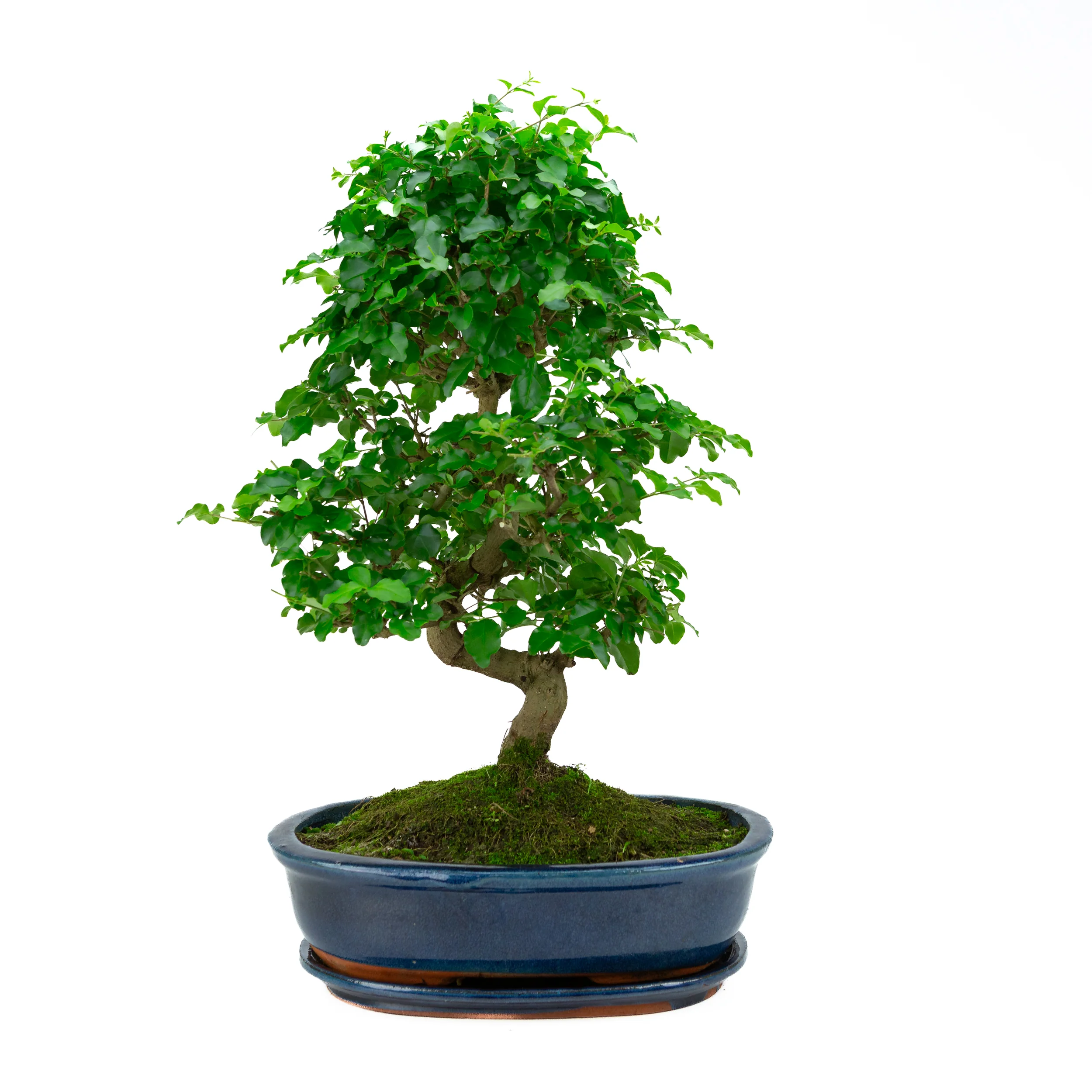 Miniatuur 1