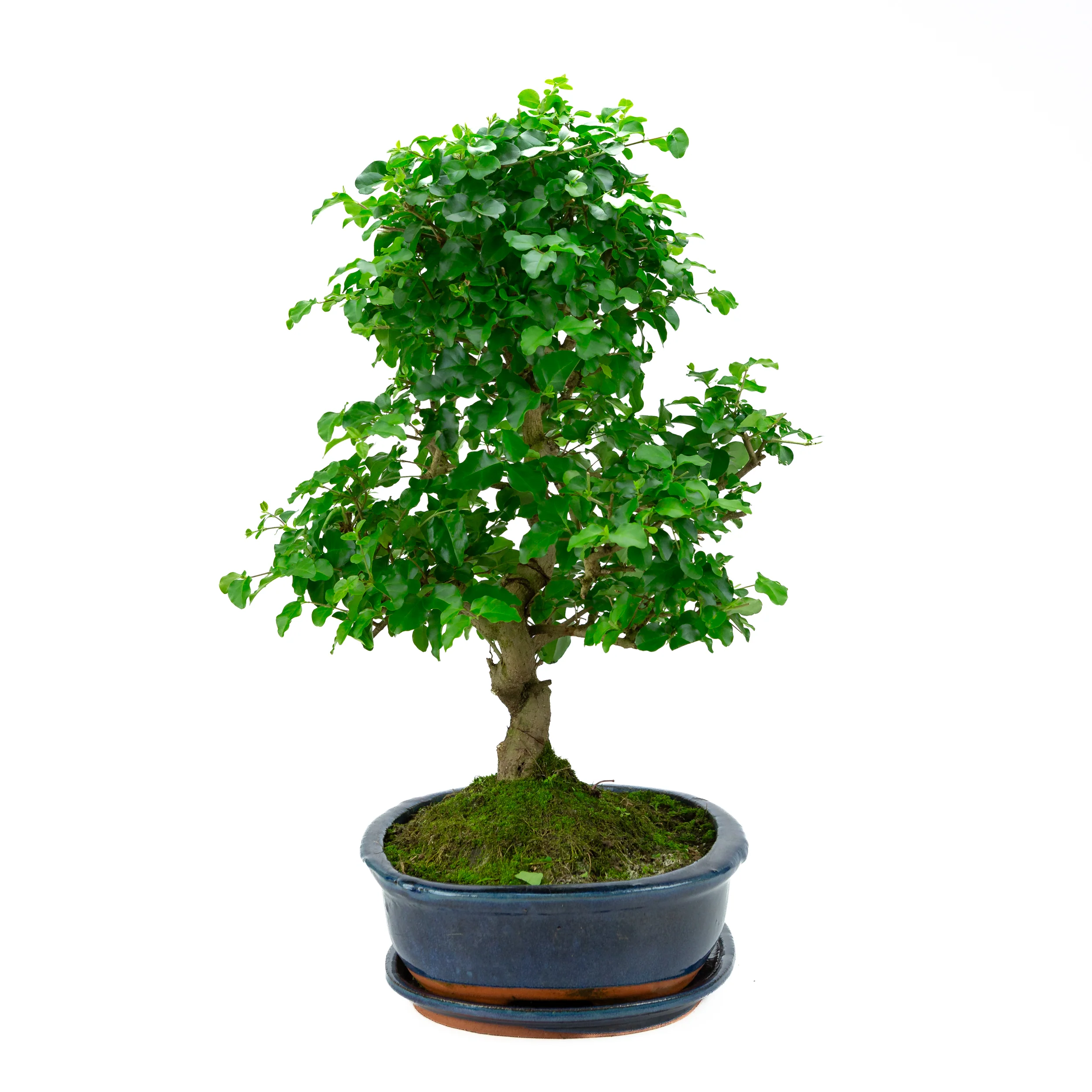 Productafbeelding 4