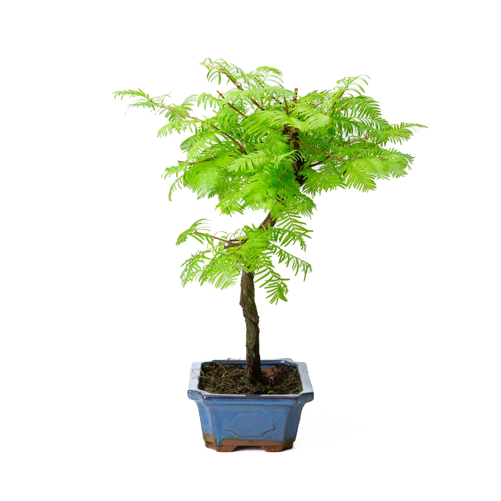 Miniatuur 2