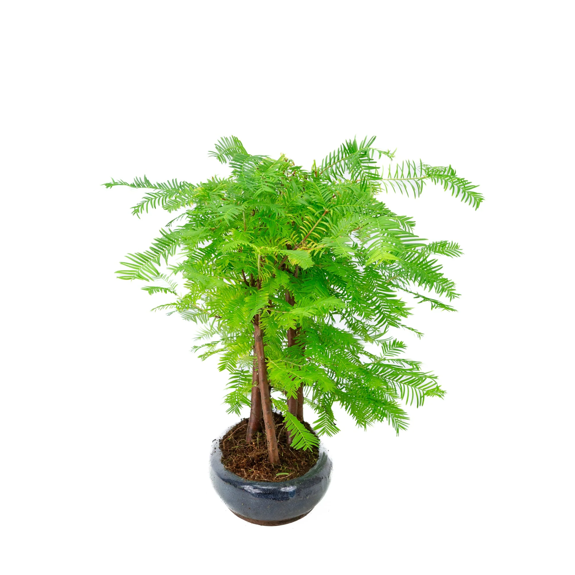 Miniatuur 2