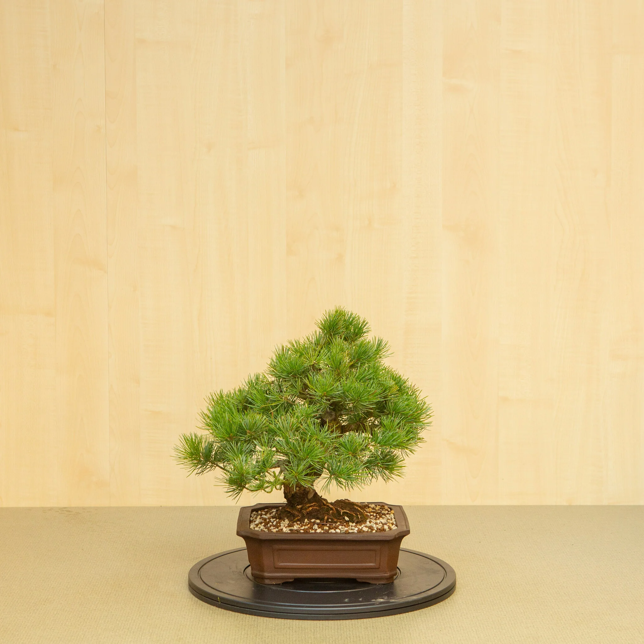 Miniatuur 1