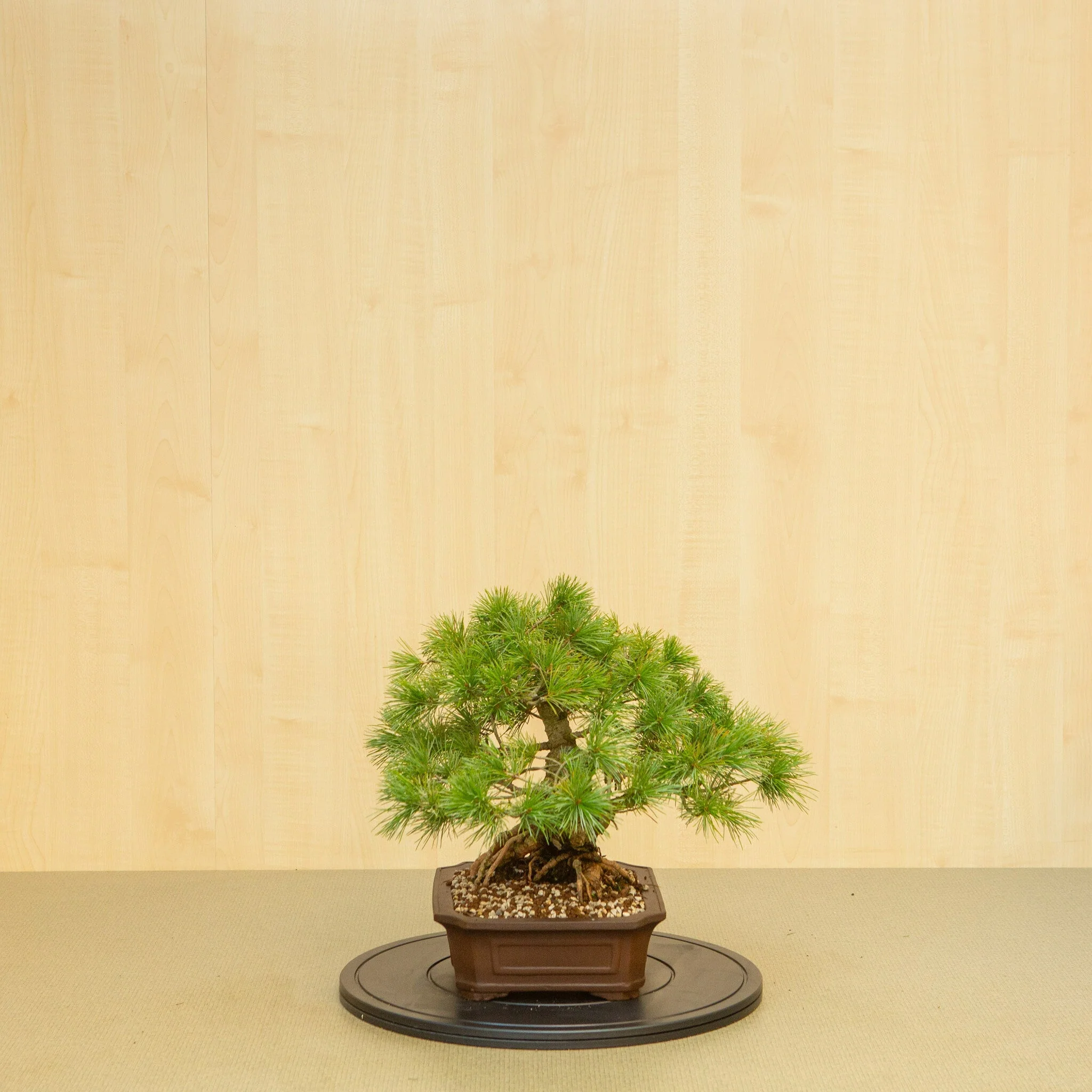 Miniatuur 2