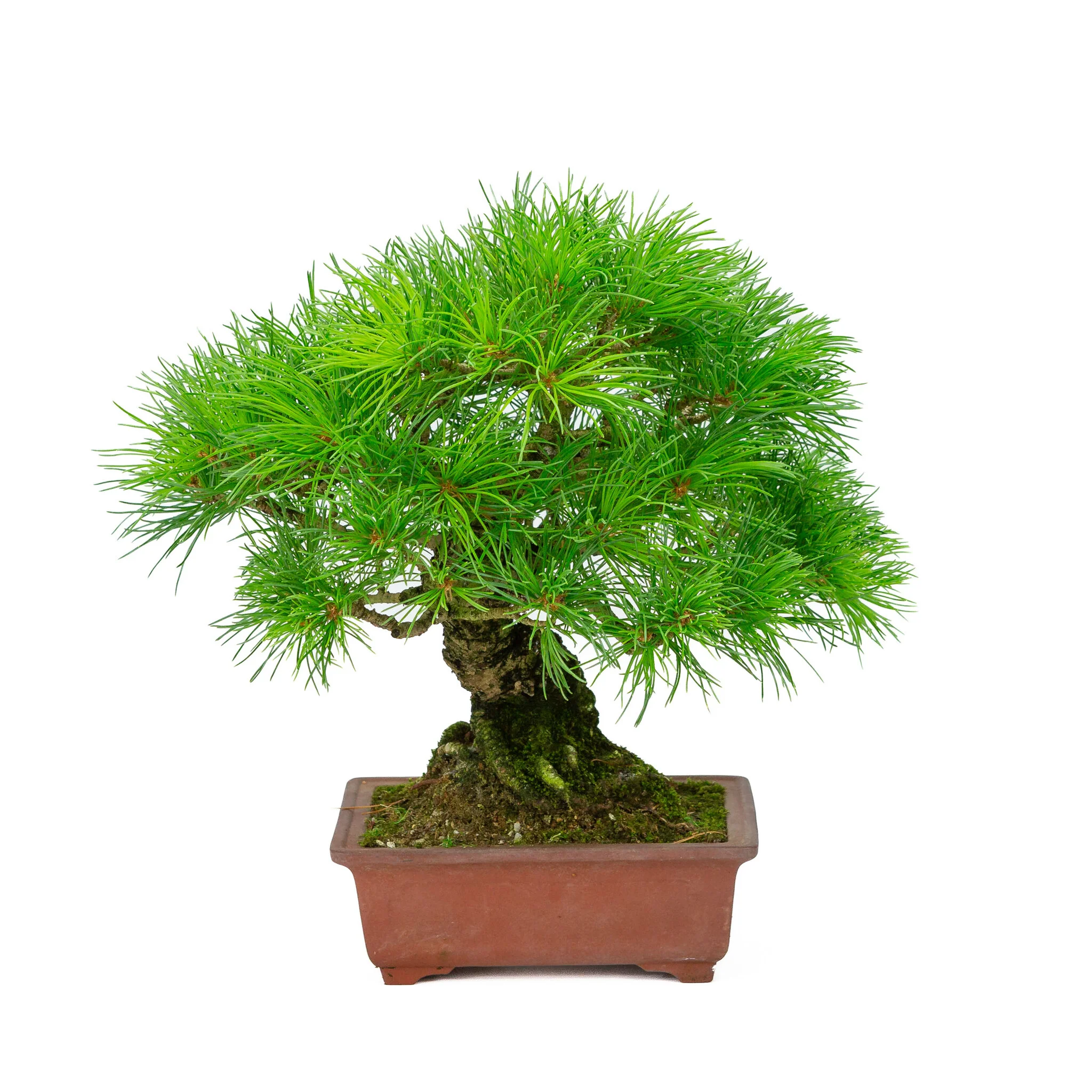 Miniatuur 1
