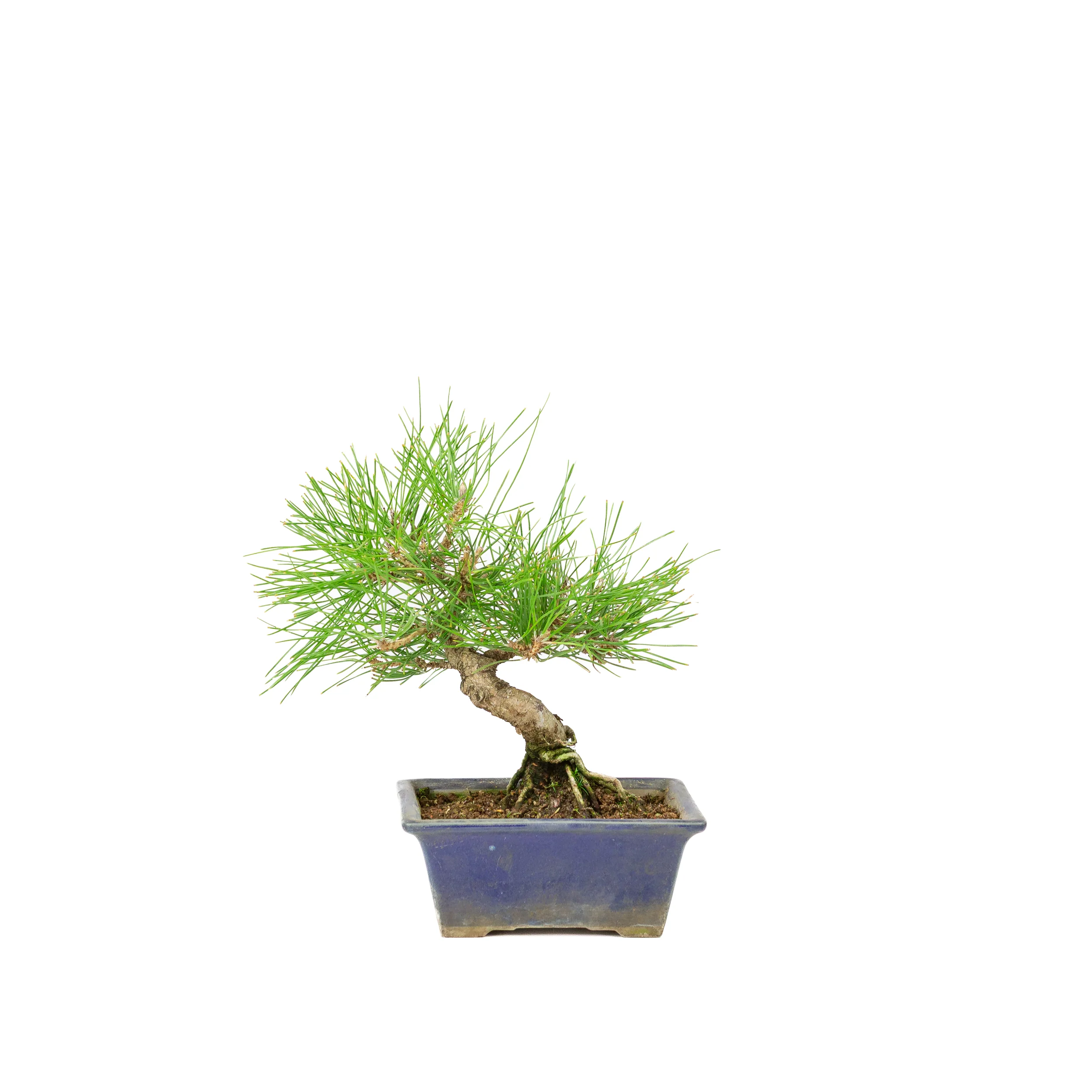 Miniatuur 1
