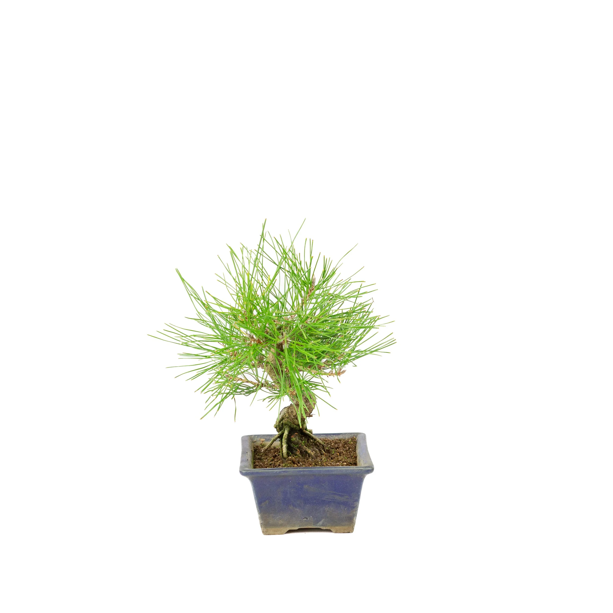 Miniatuur 2