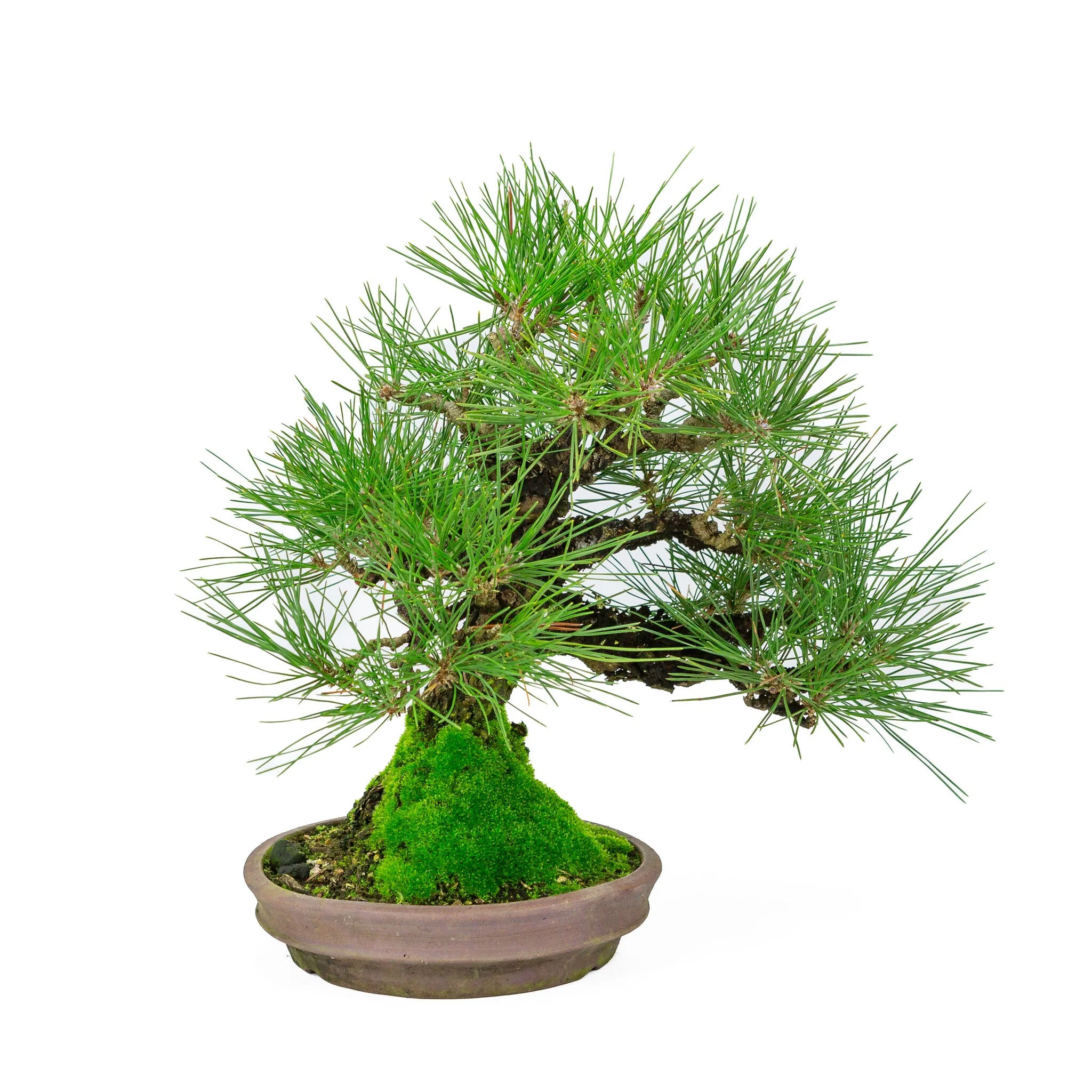 Miniatuur 2