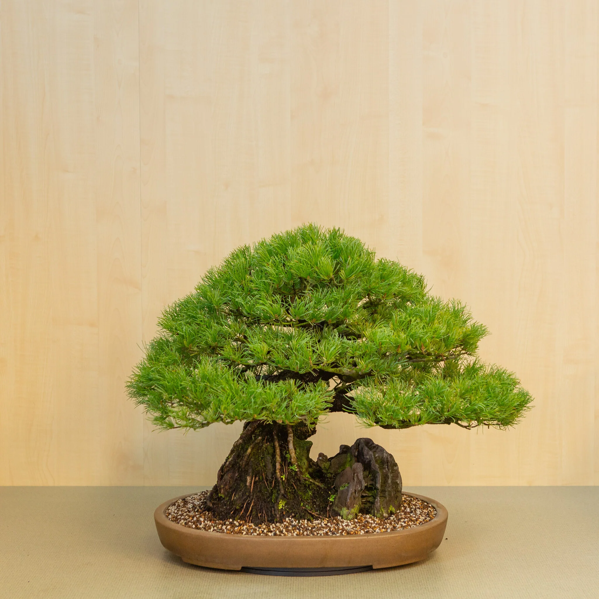 Miniatuur 1