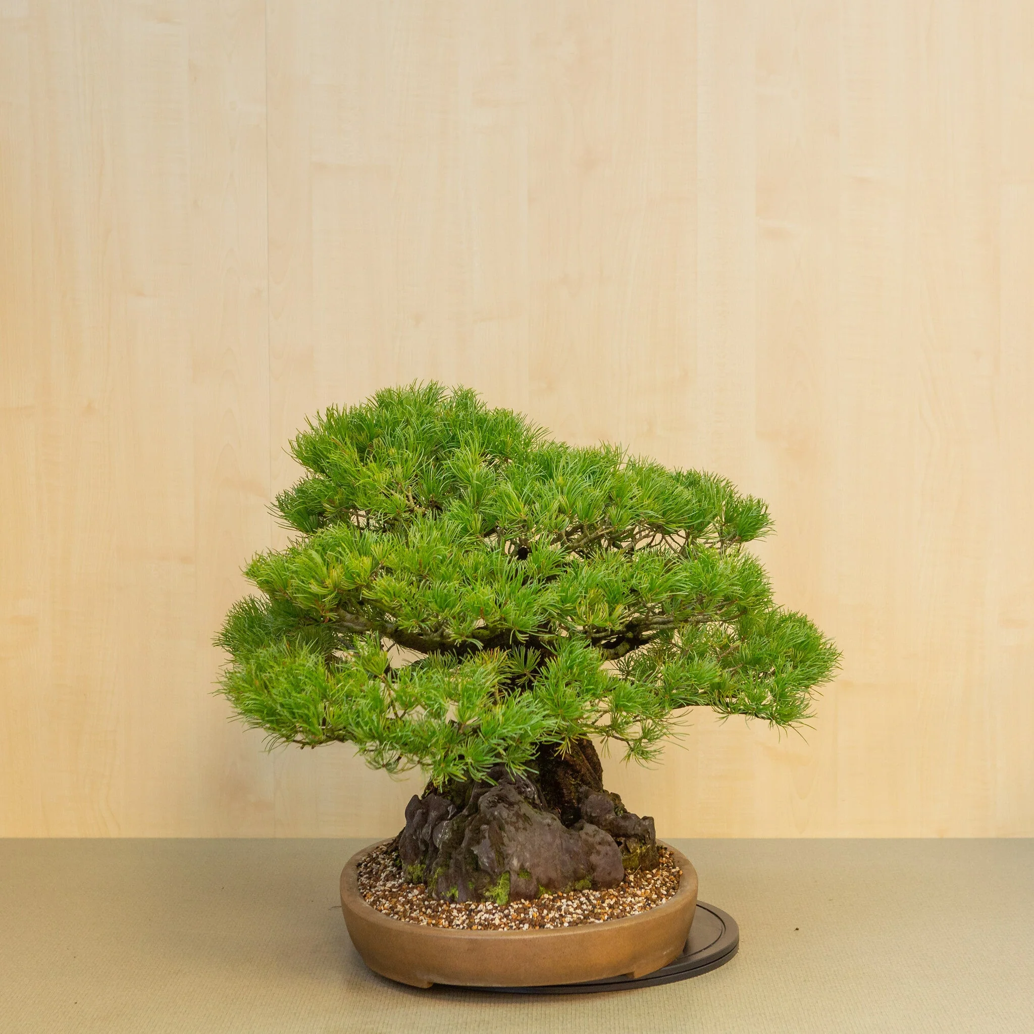 Miniatuur 2