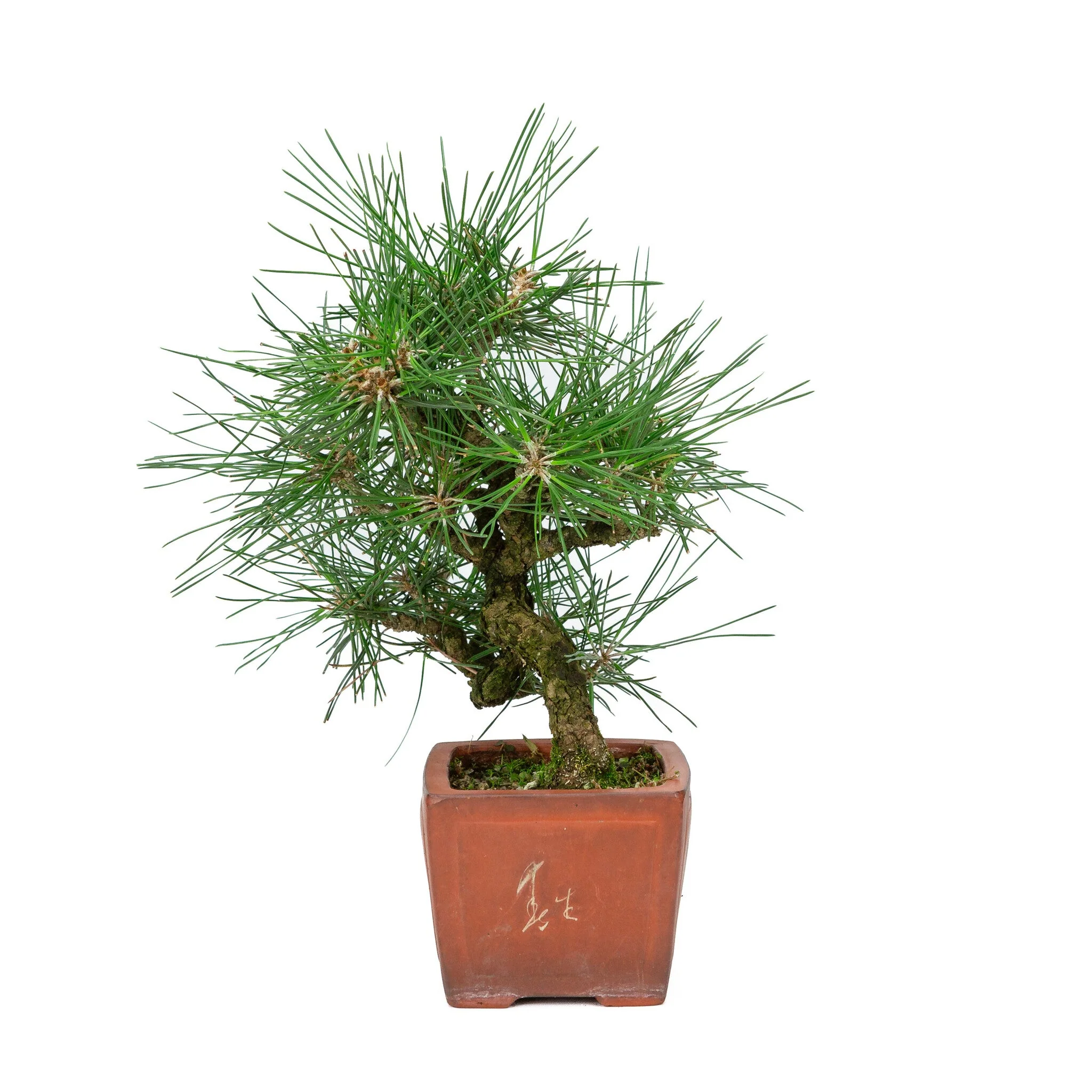 Miniatuur 2