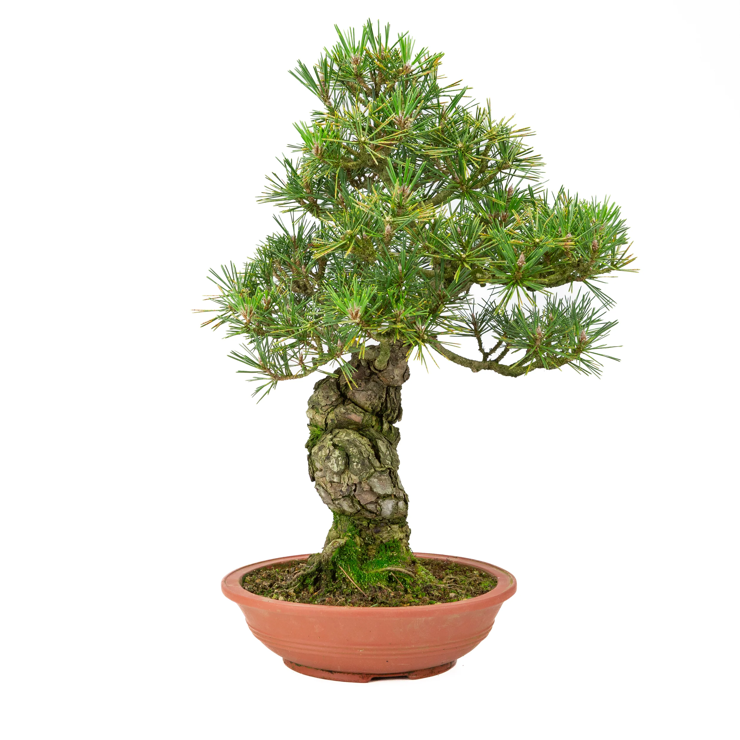 Miniatuur 1