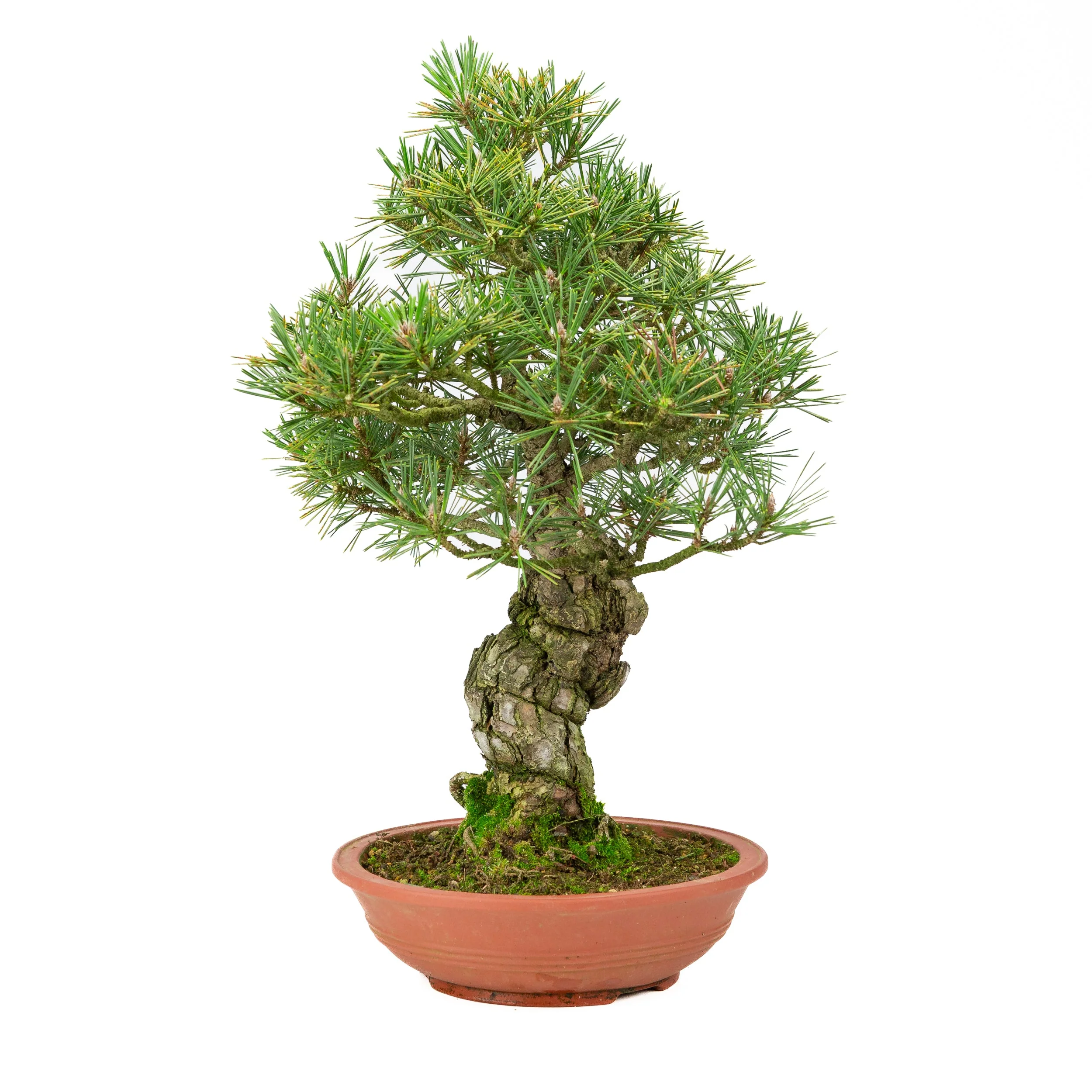 Miniatuur 2