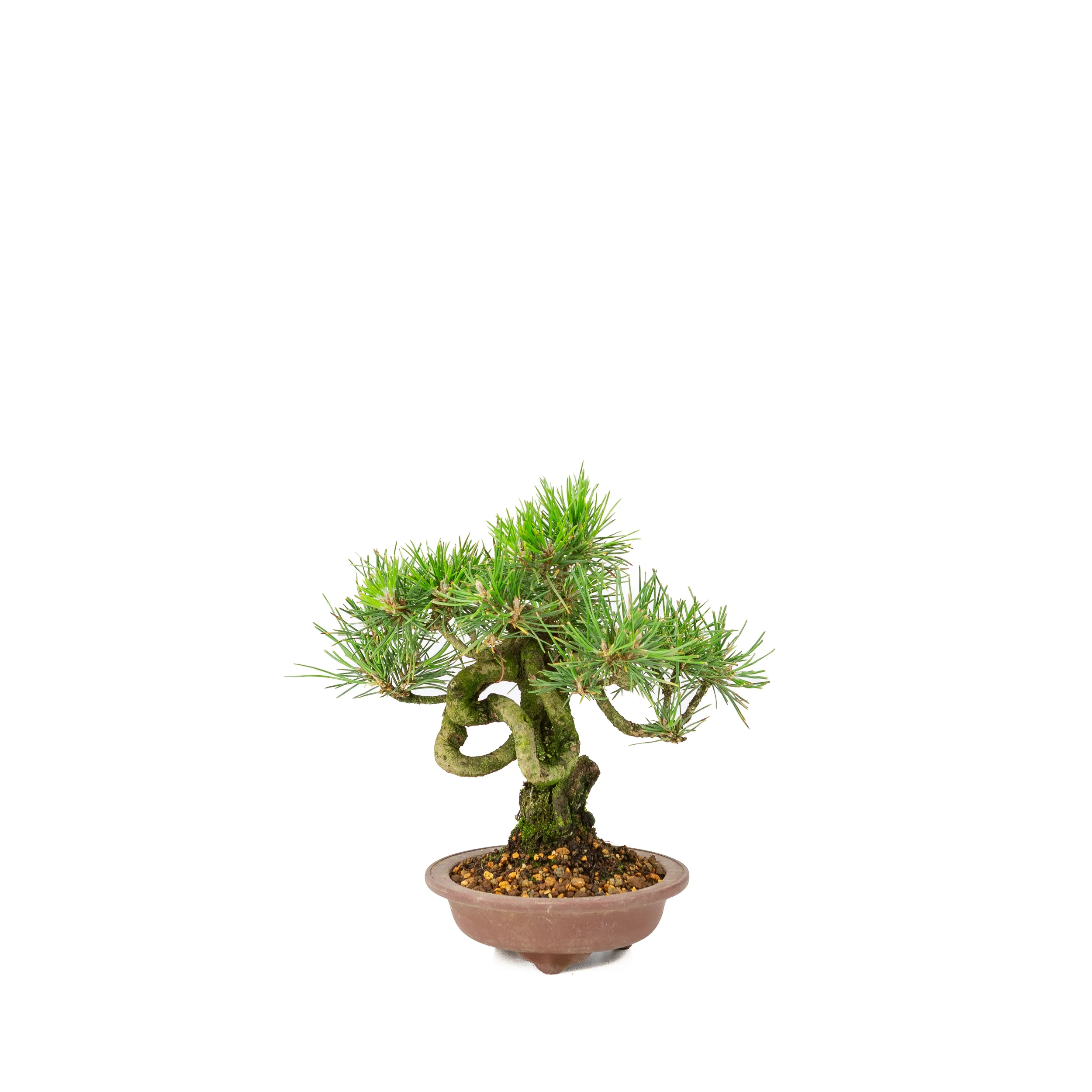 Miniatuur 1