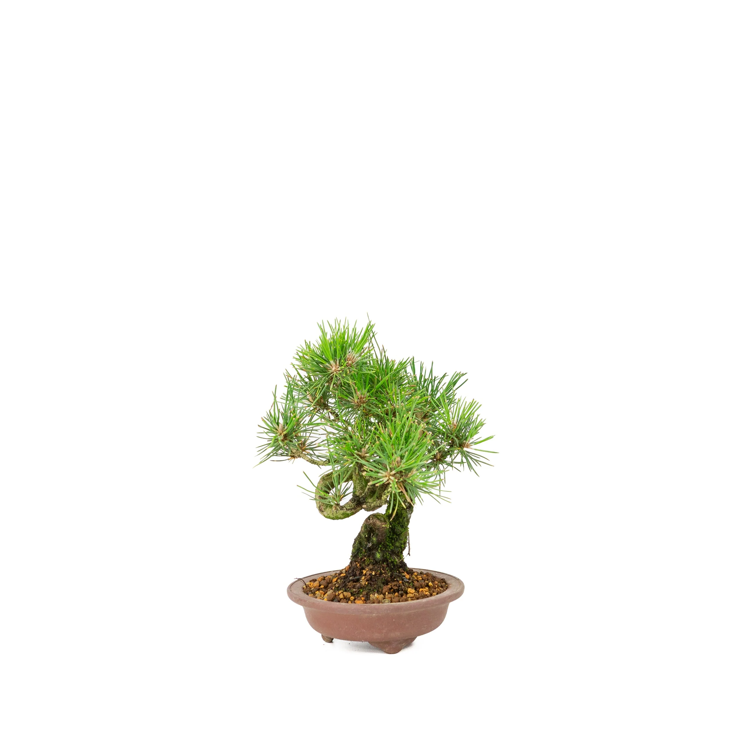 Miniatuur 2
