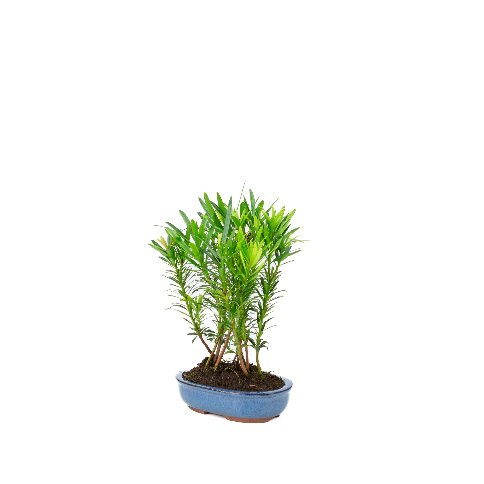 Productafbeelding 3
