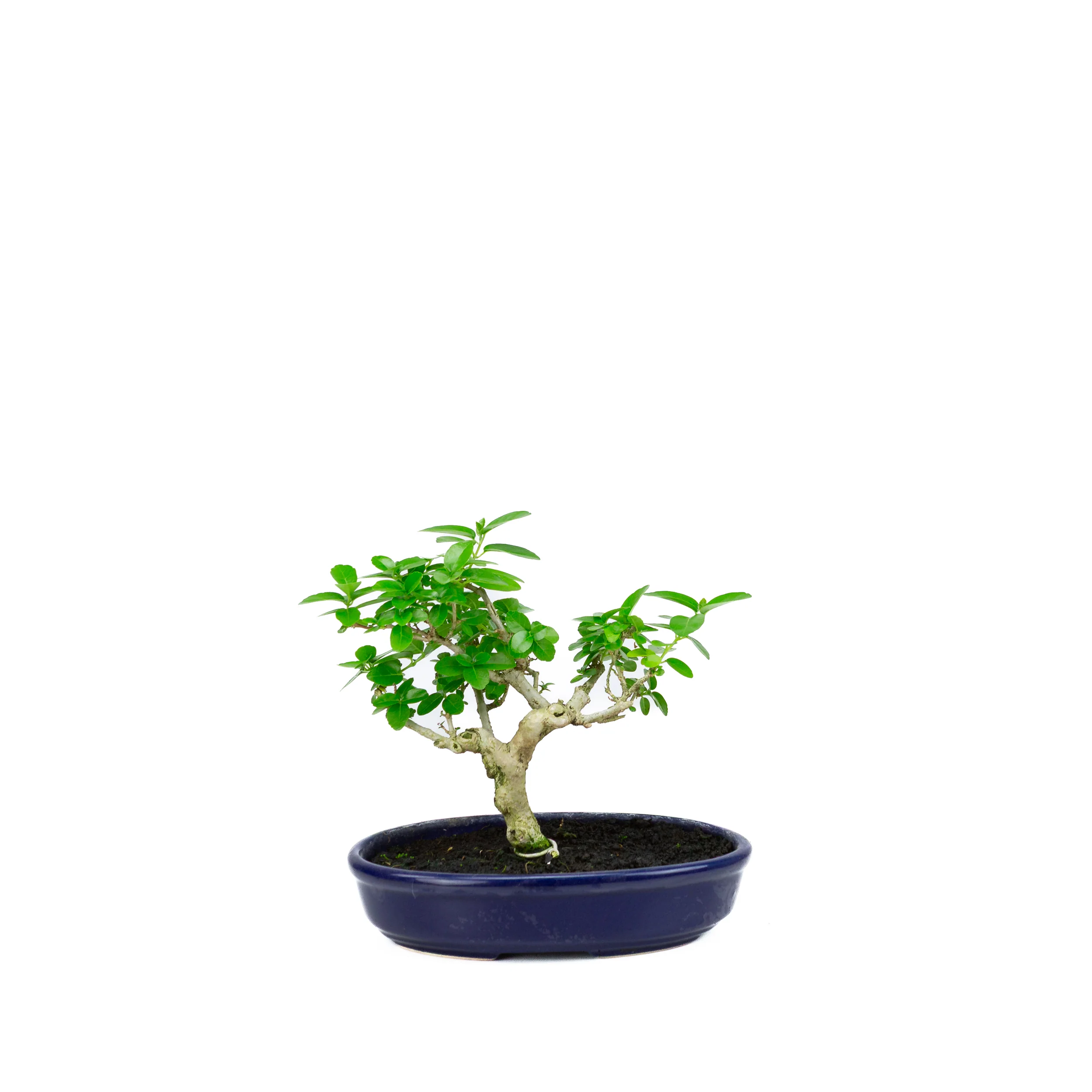 Productafbeelding 1