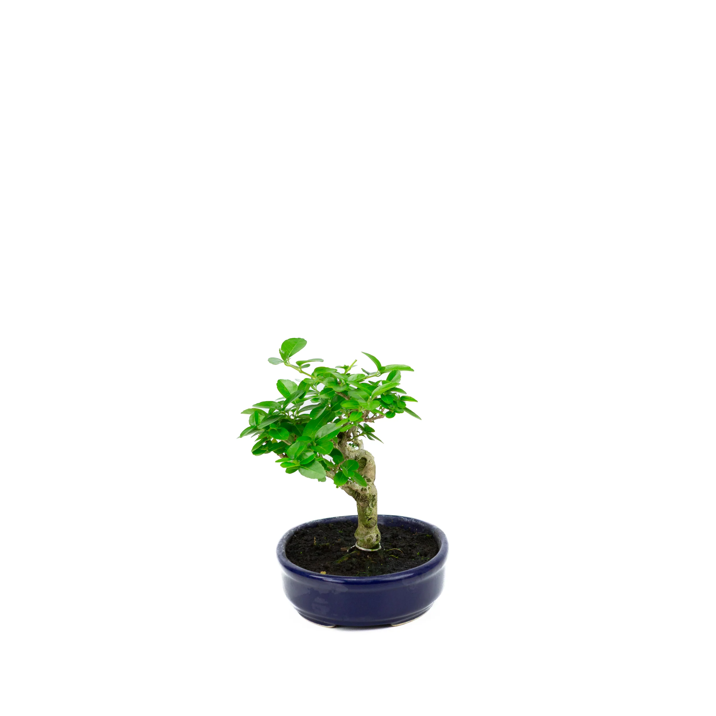 Productafbeelding 2