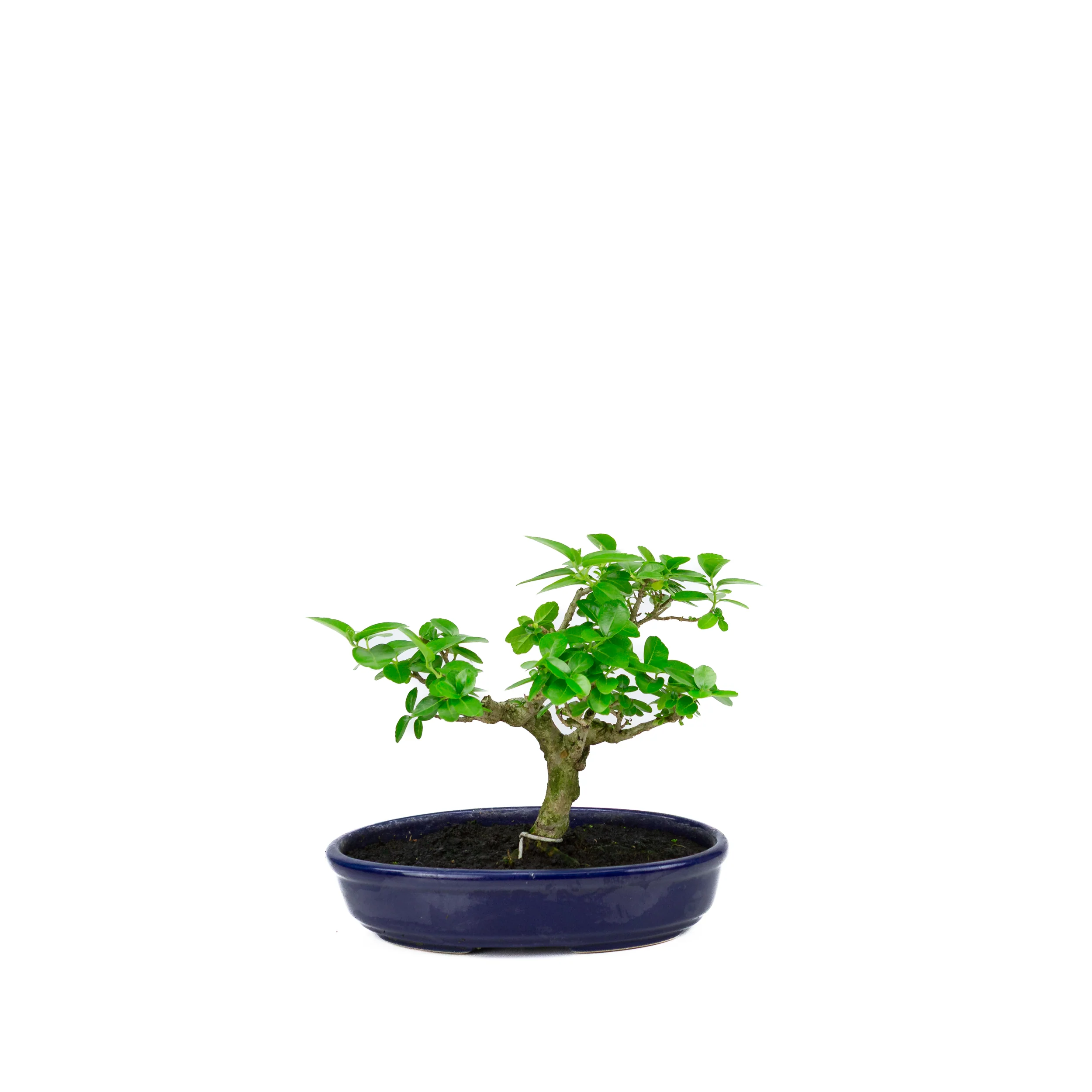 Productafbeelding 3