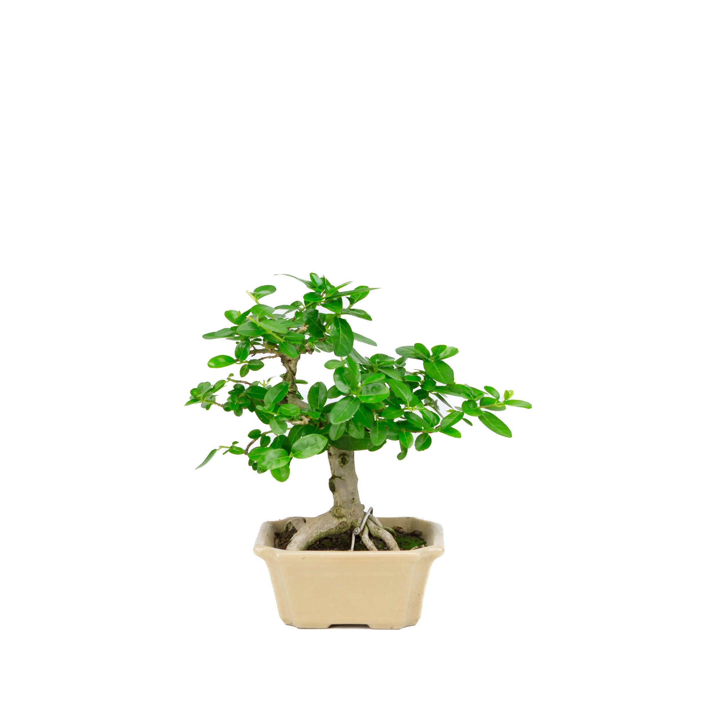 Productafbeelding 1