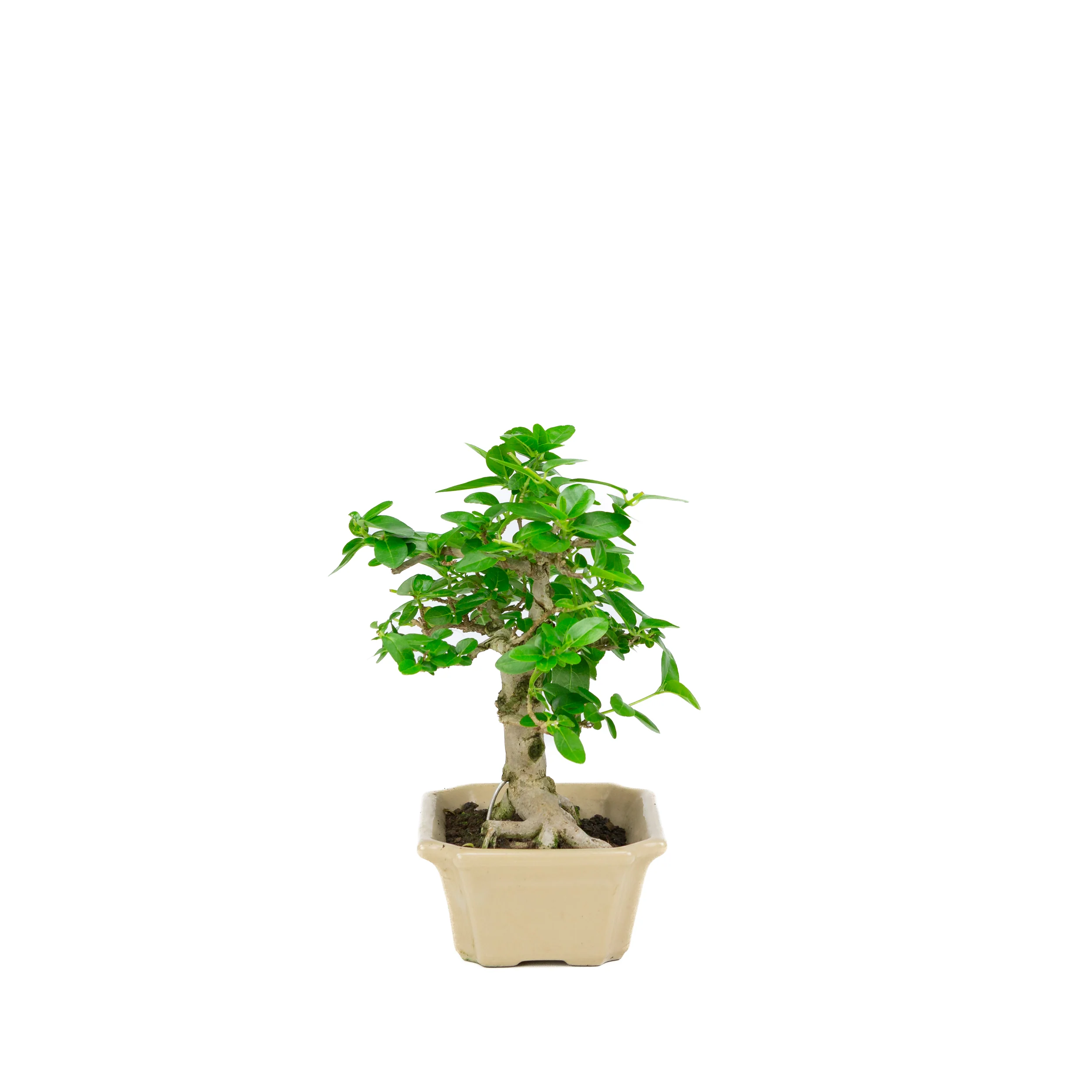 Productafbeelding 2