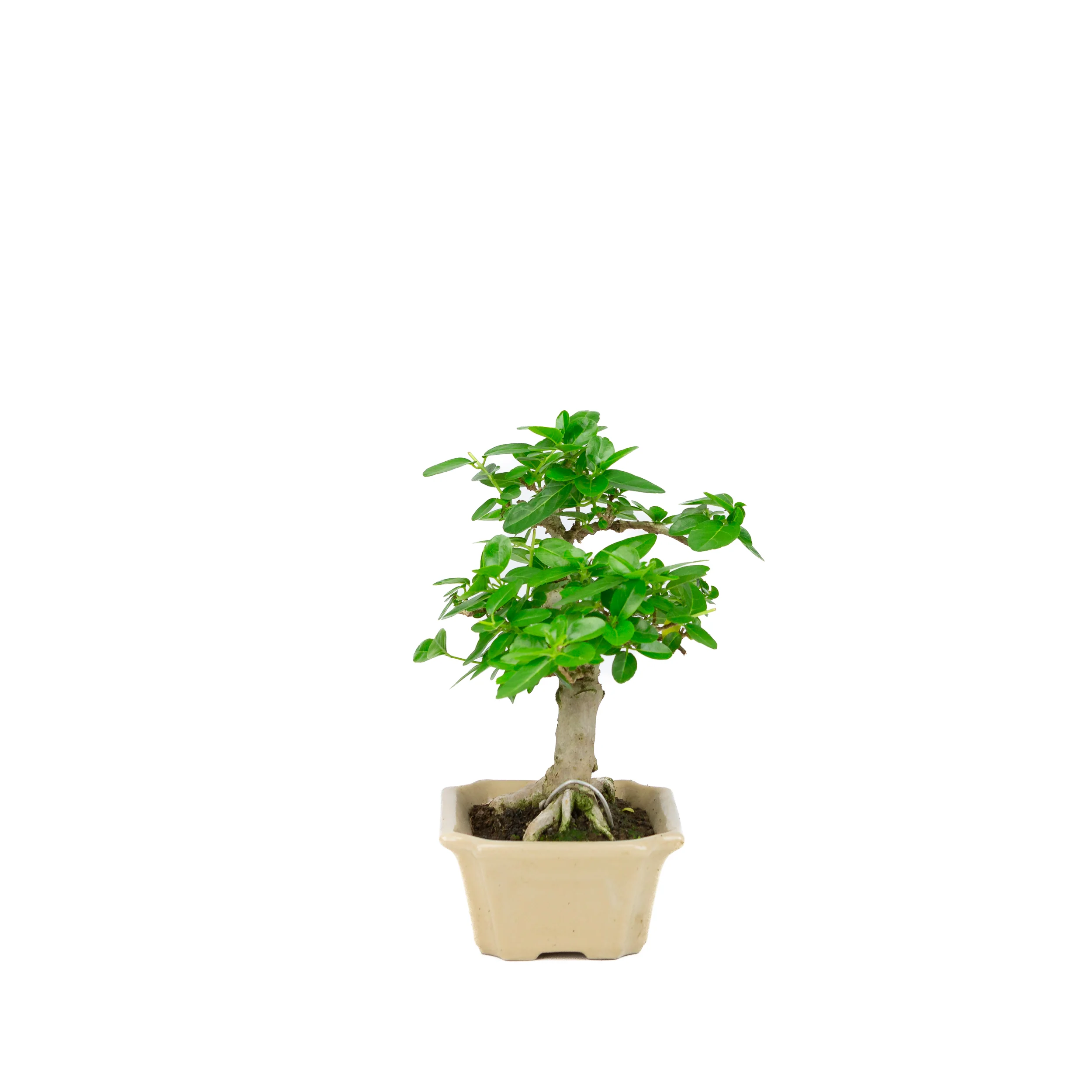 Productafbeelding 4