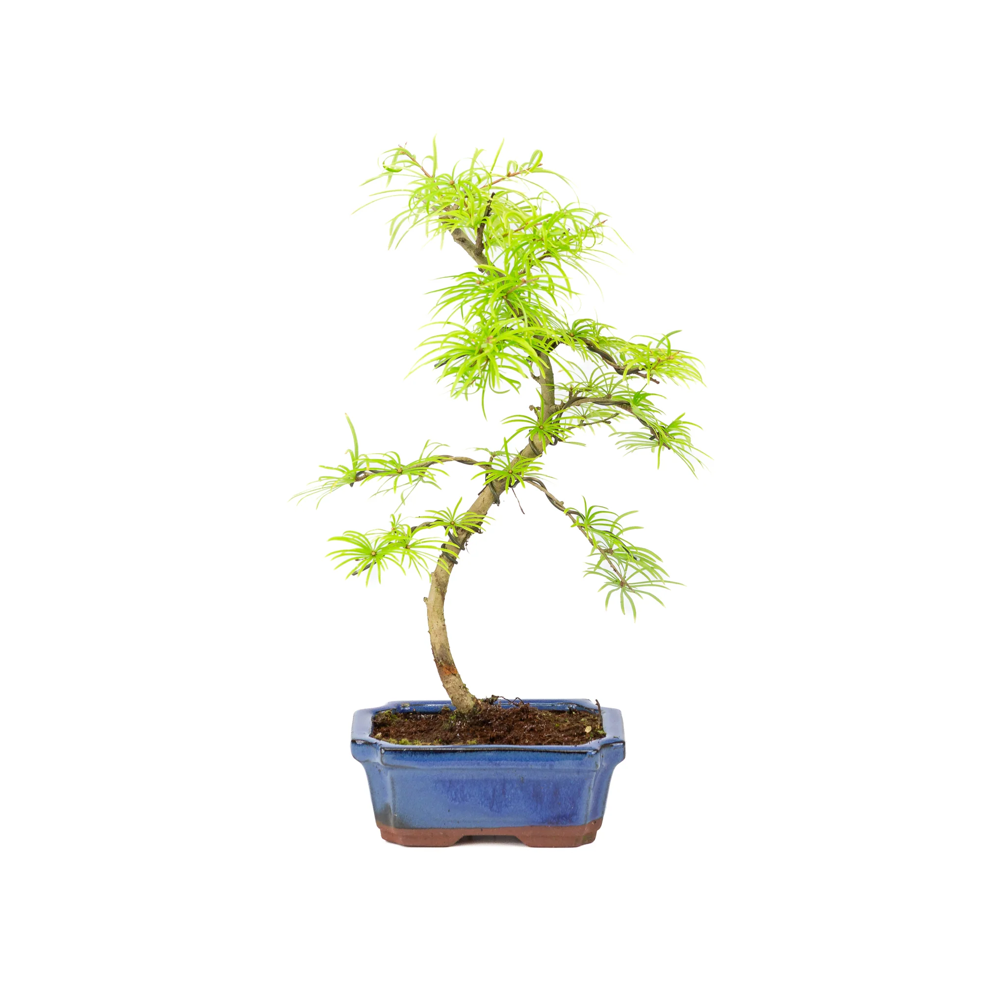 Miniatuur 1