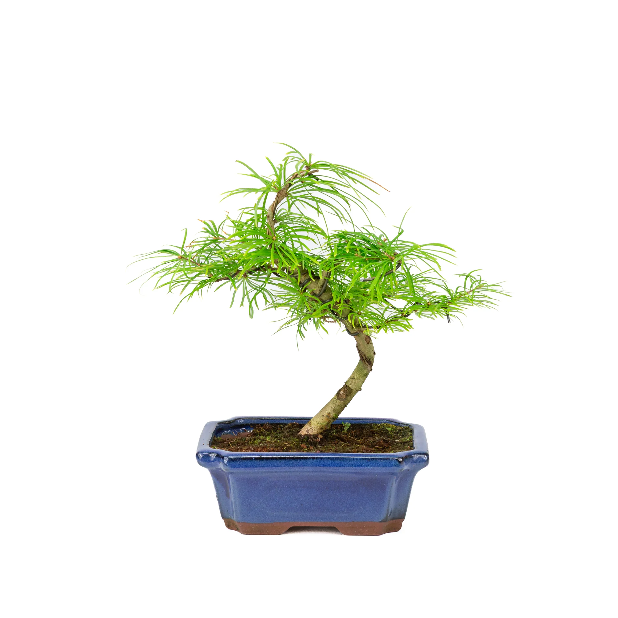 Miniatuur 1