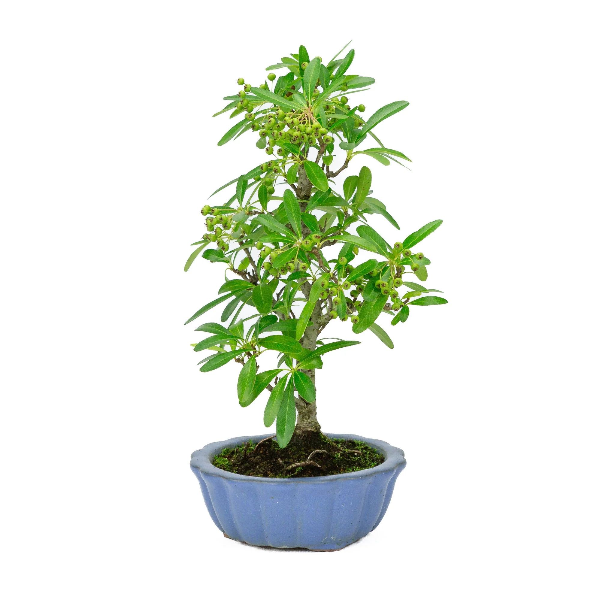 Miniatuur 2