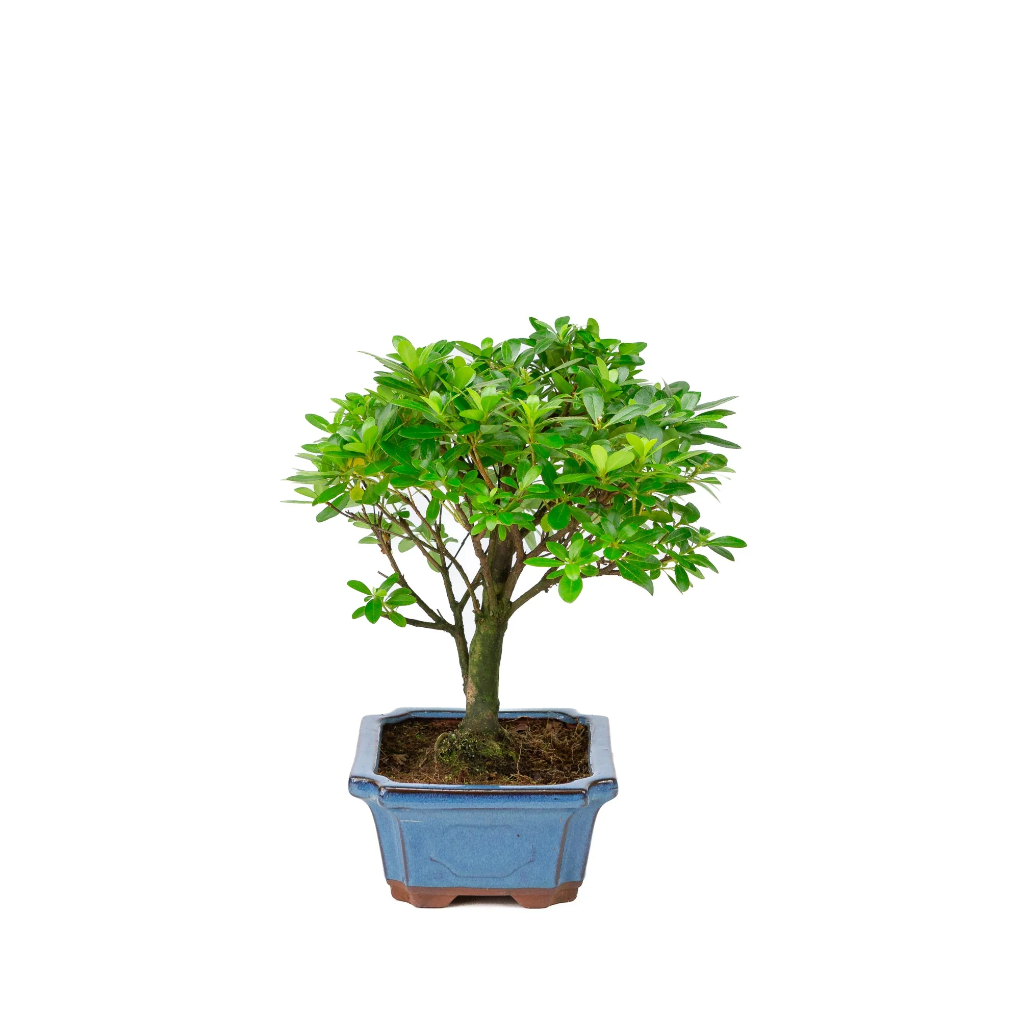 Miniatuur 2