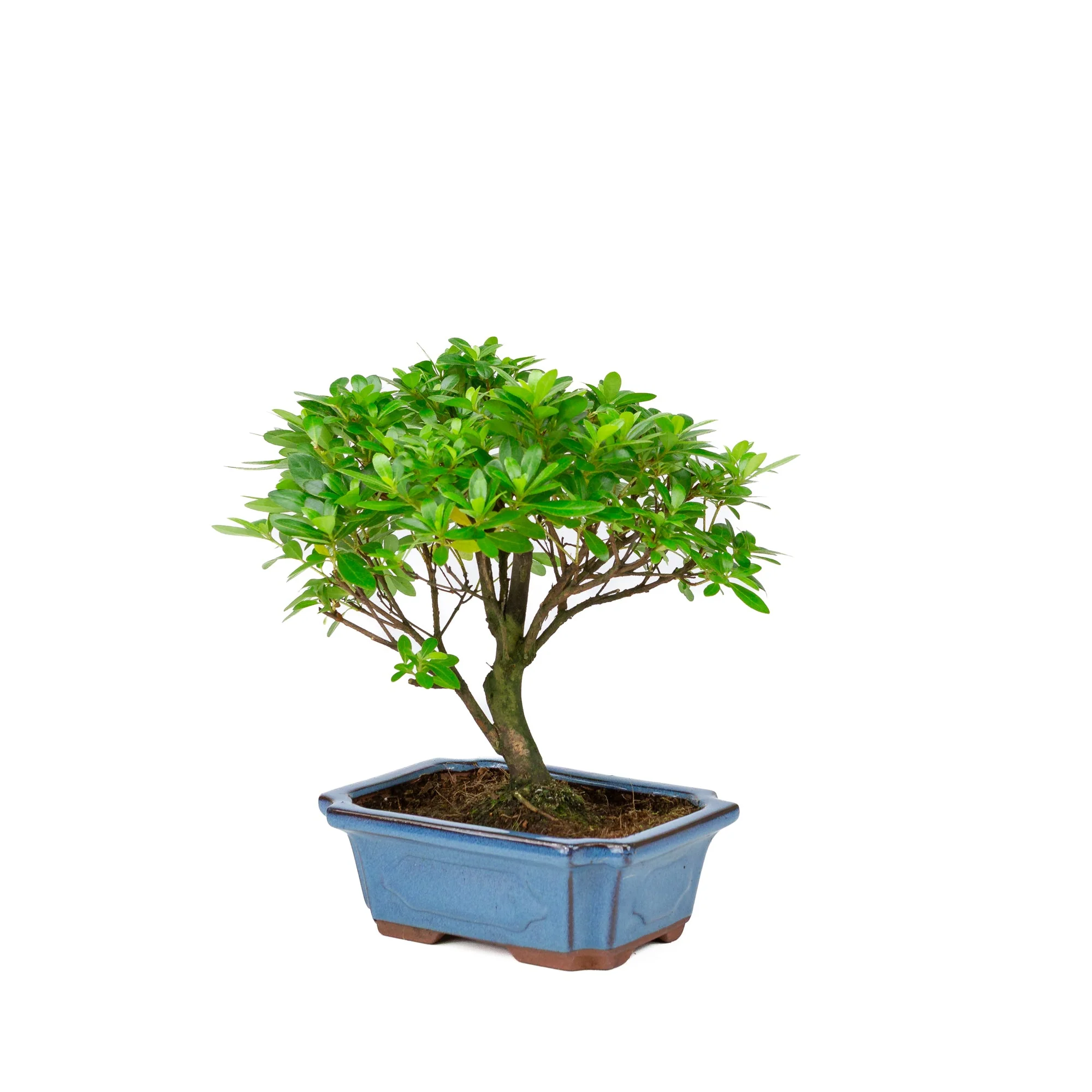 Productafbeelding 3