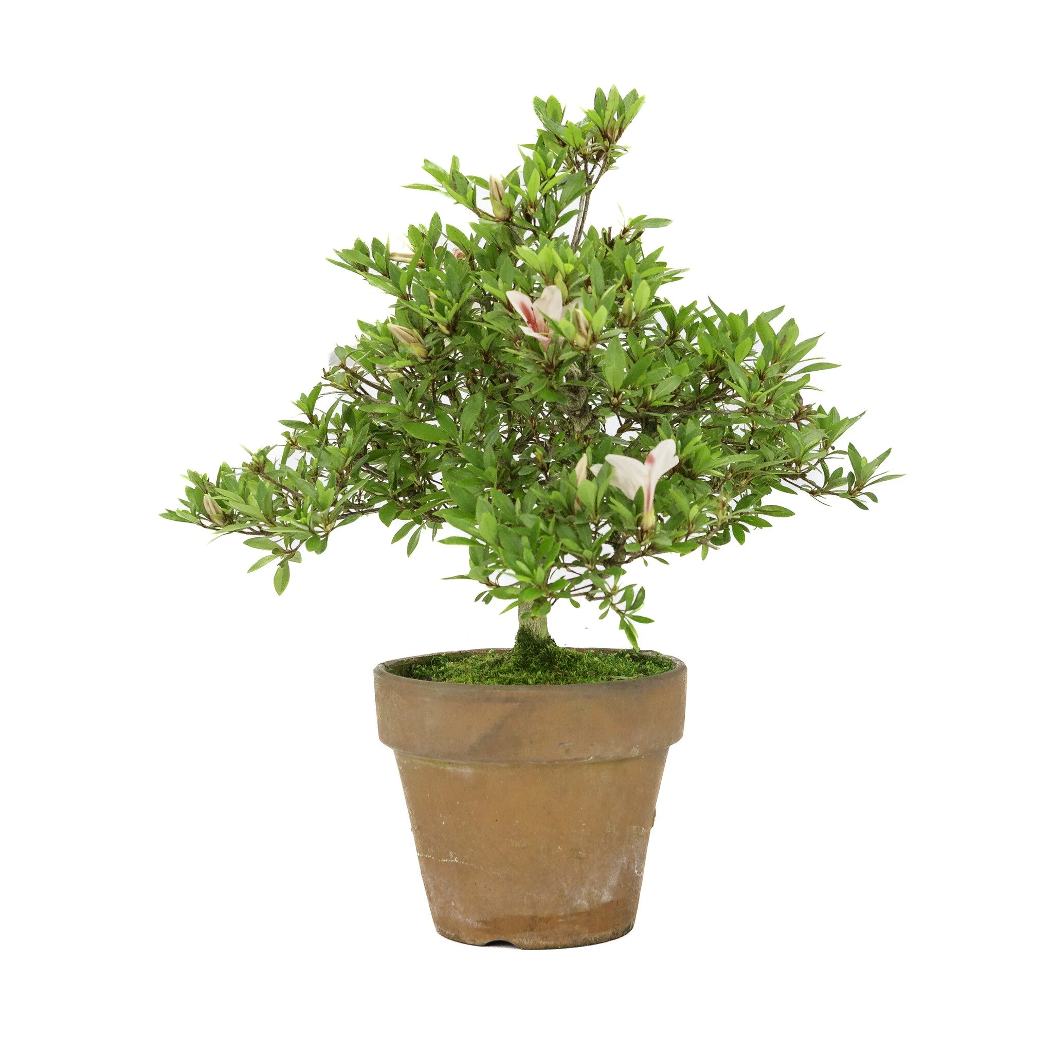 Miniatuur 2