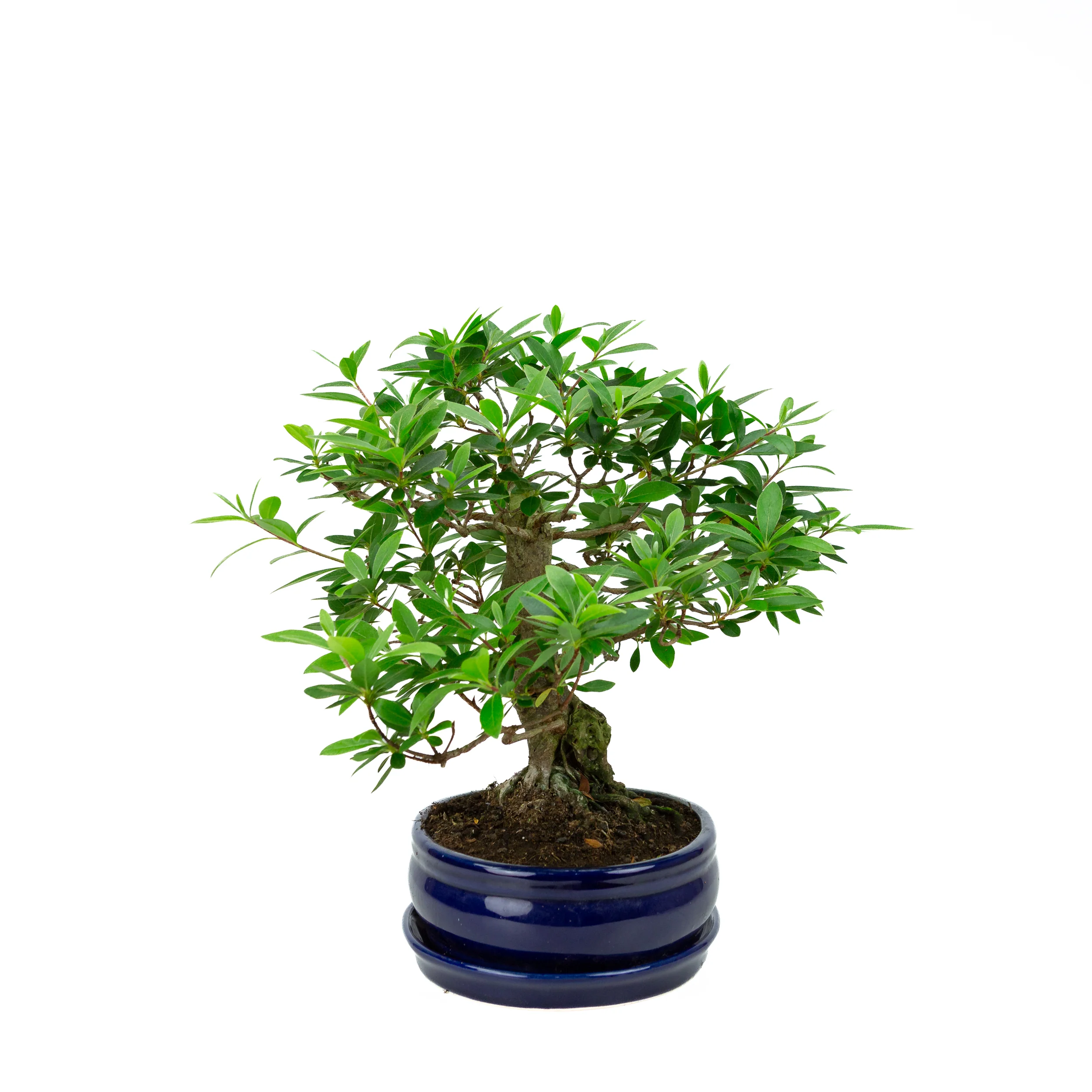 Miniatuur 2