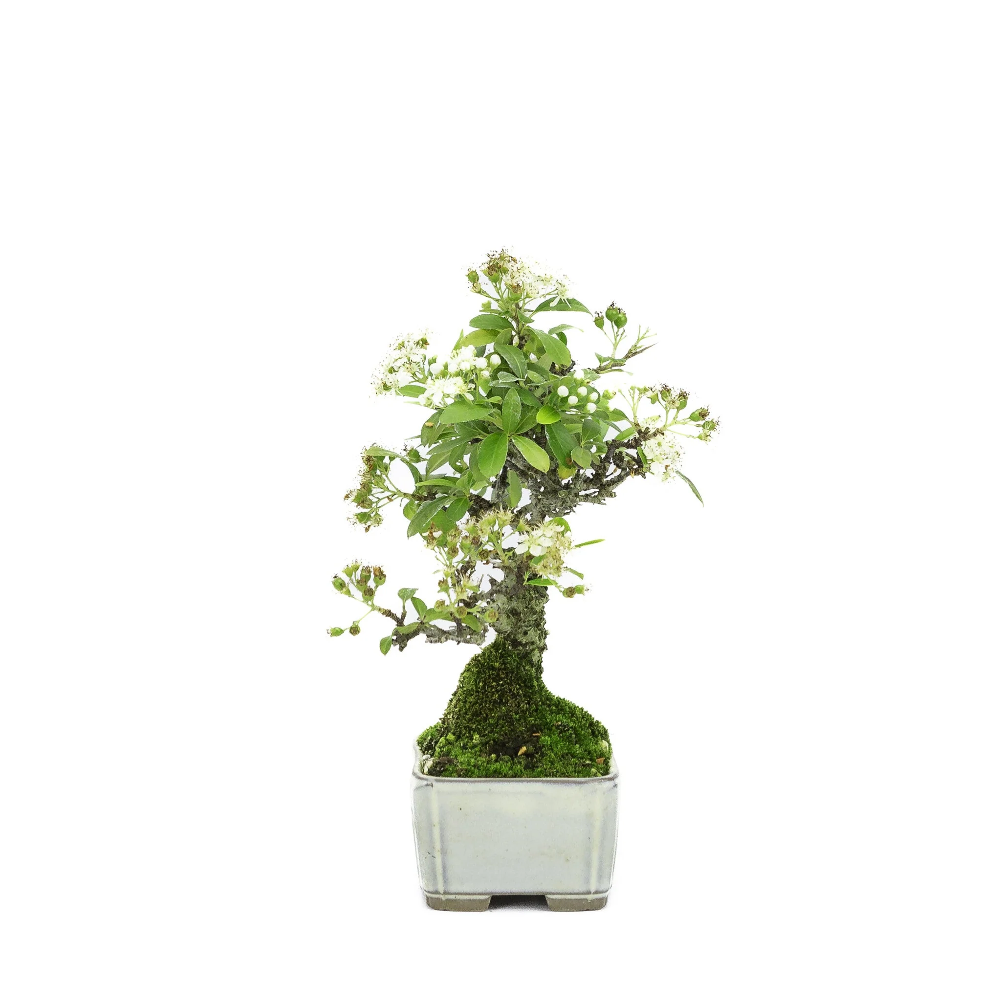 Miniatuur 2