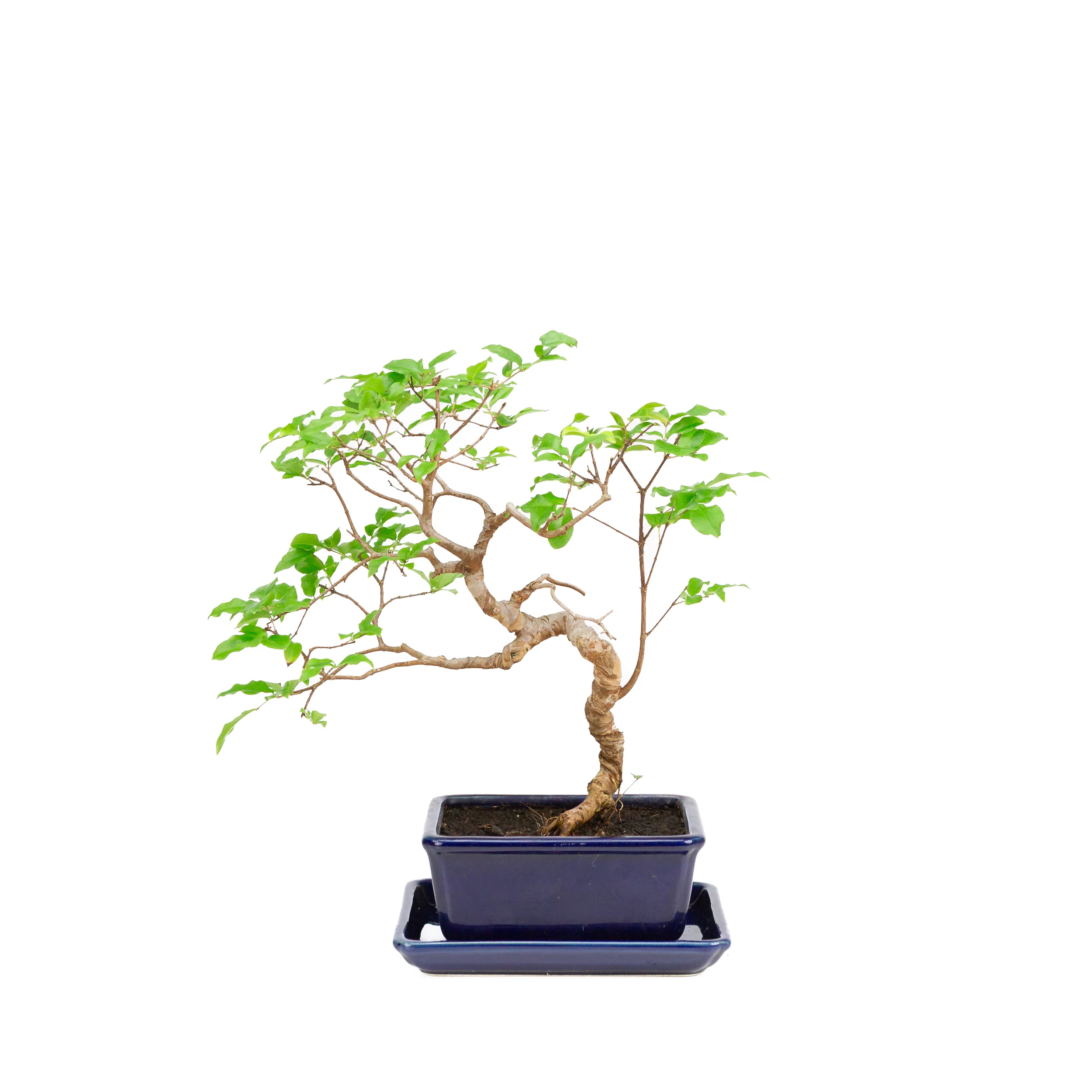 Productafbeelding 1