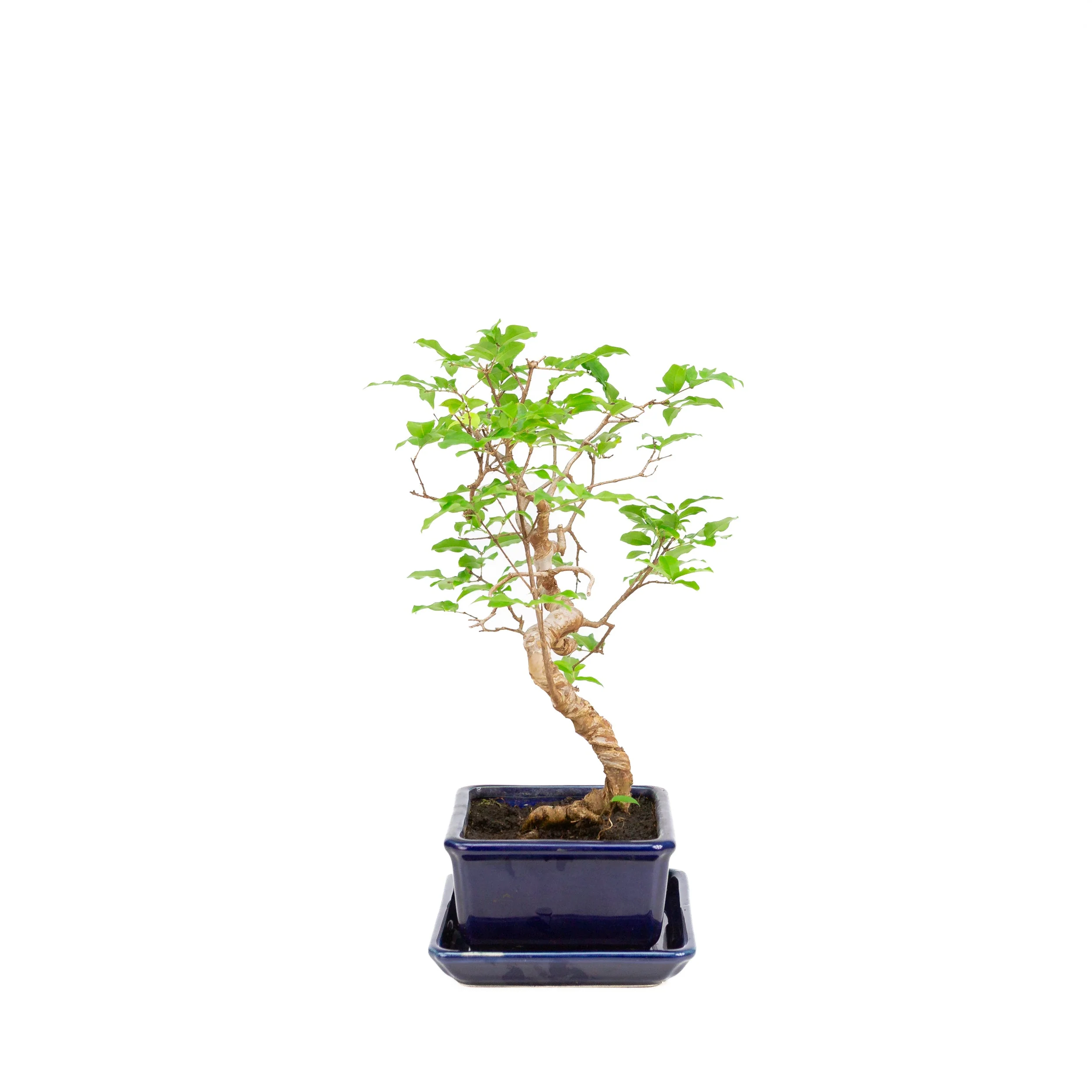 Productafbeelding 2