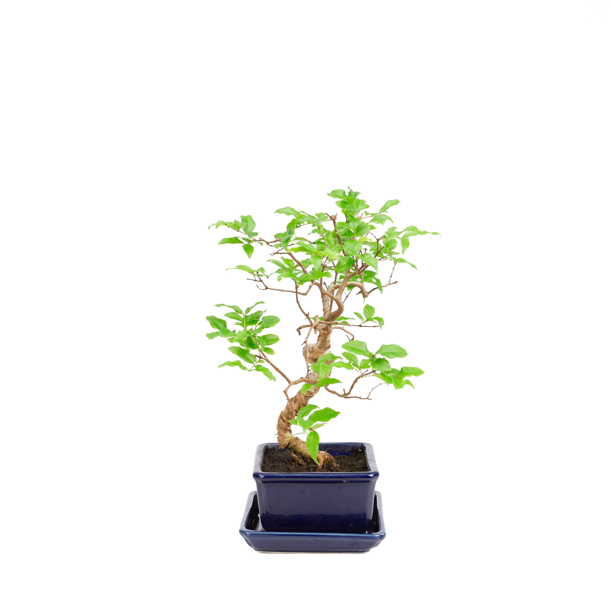 Productafbeelding 4