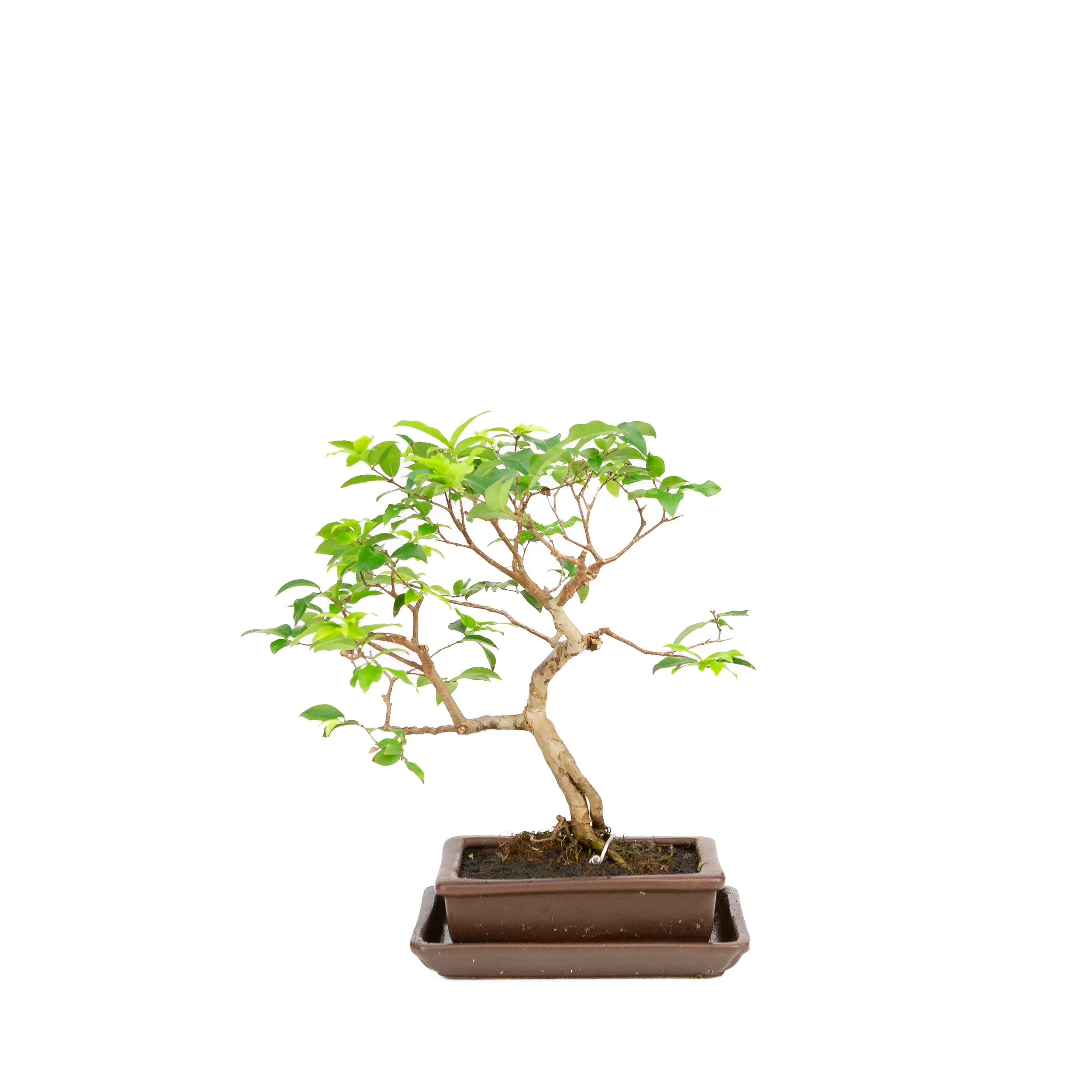 Productafbeelding 3