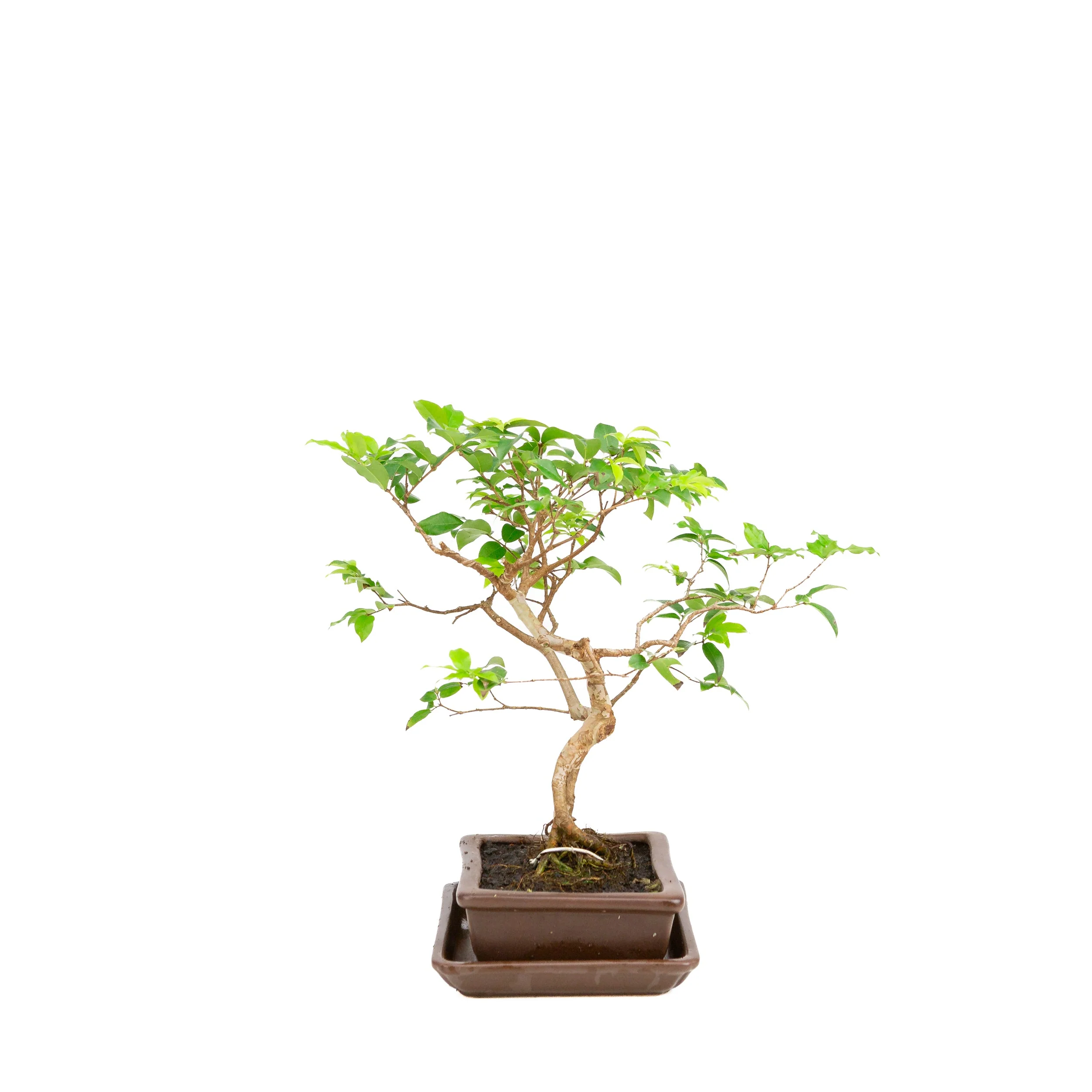 Productafbeelding 4