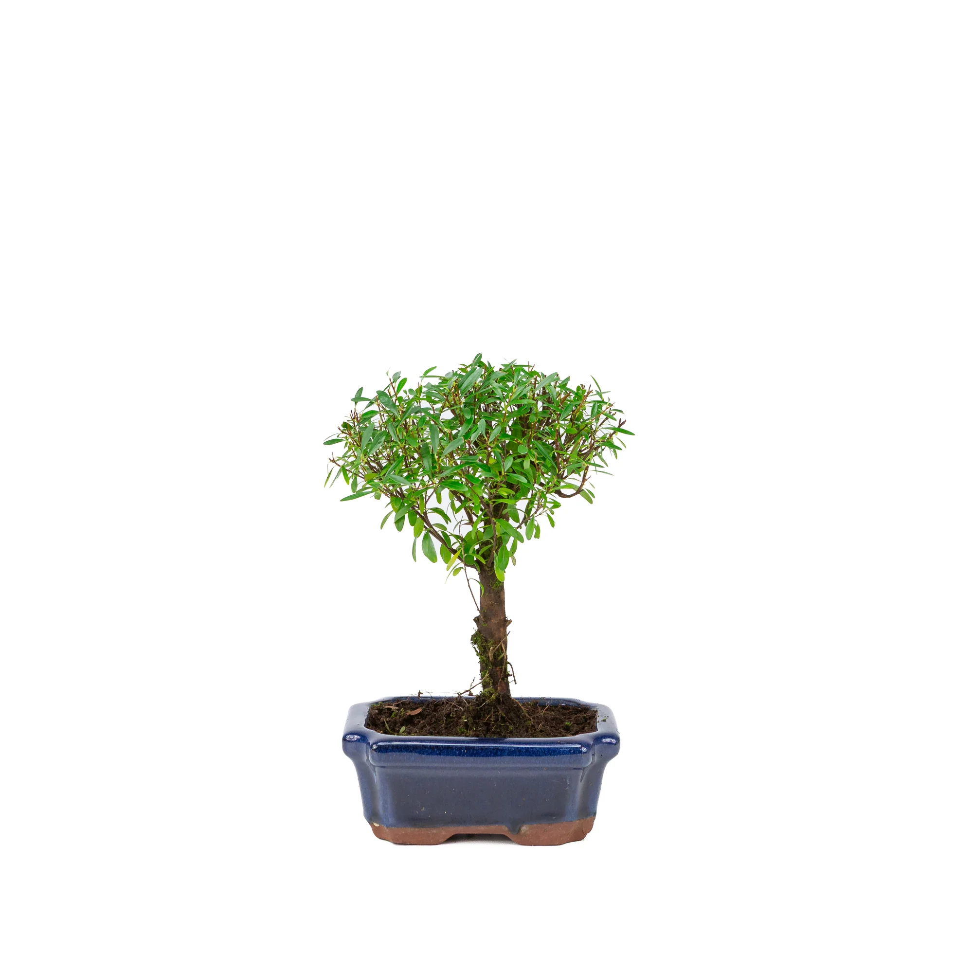 Productafbeelding 1