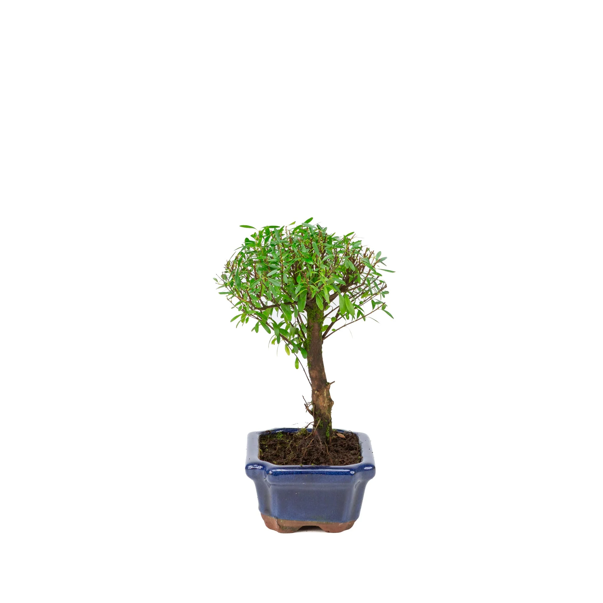 Productafbeelding 2