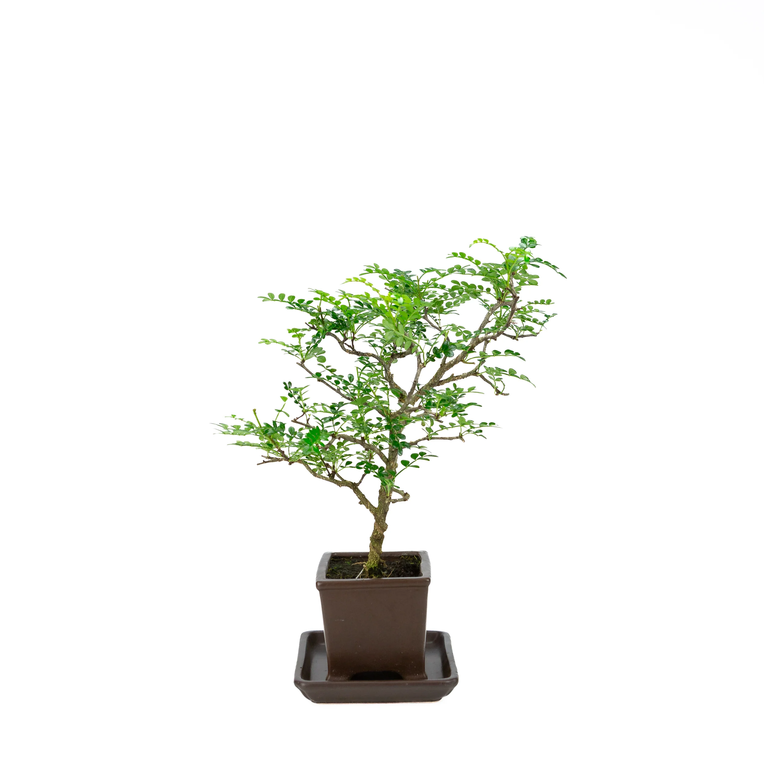 Productafbeelding 2