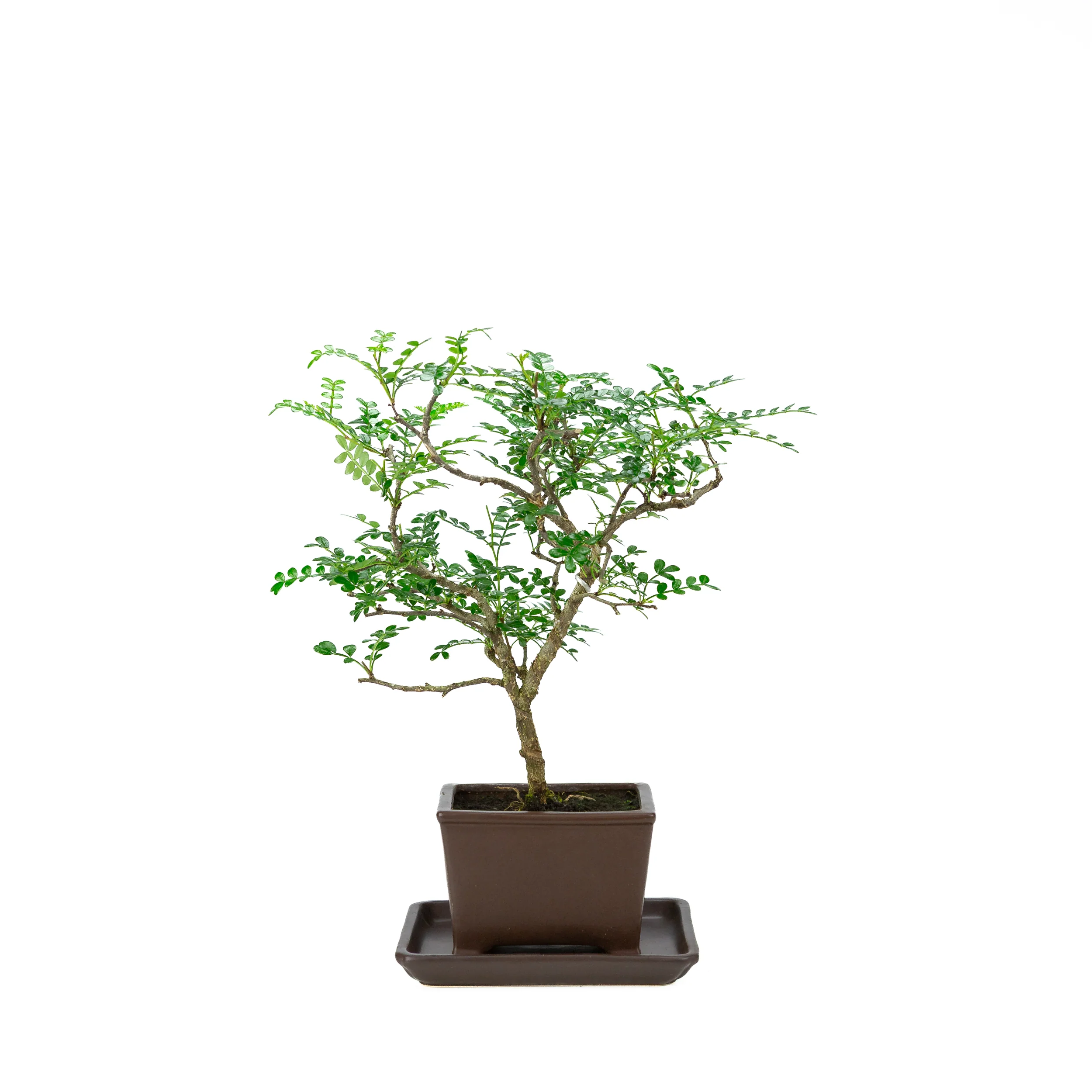 Productafbeelding 3