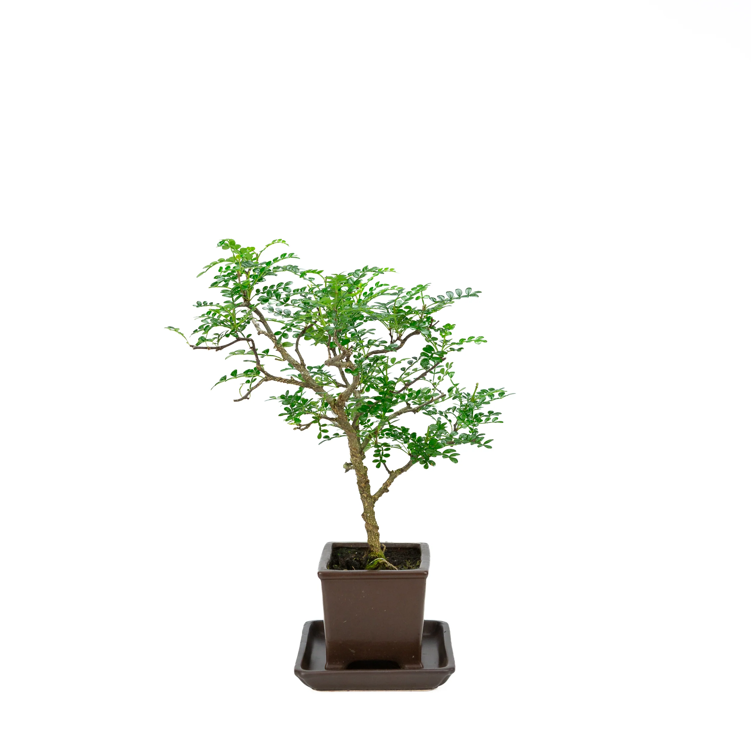 Productafbeelding 4