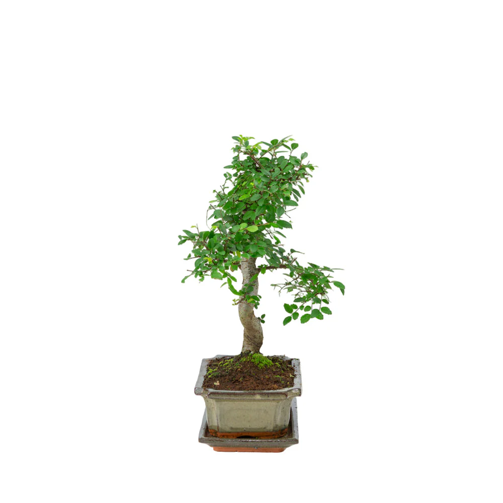 Miniatuur 2