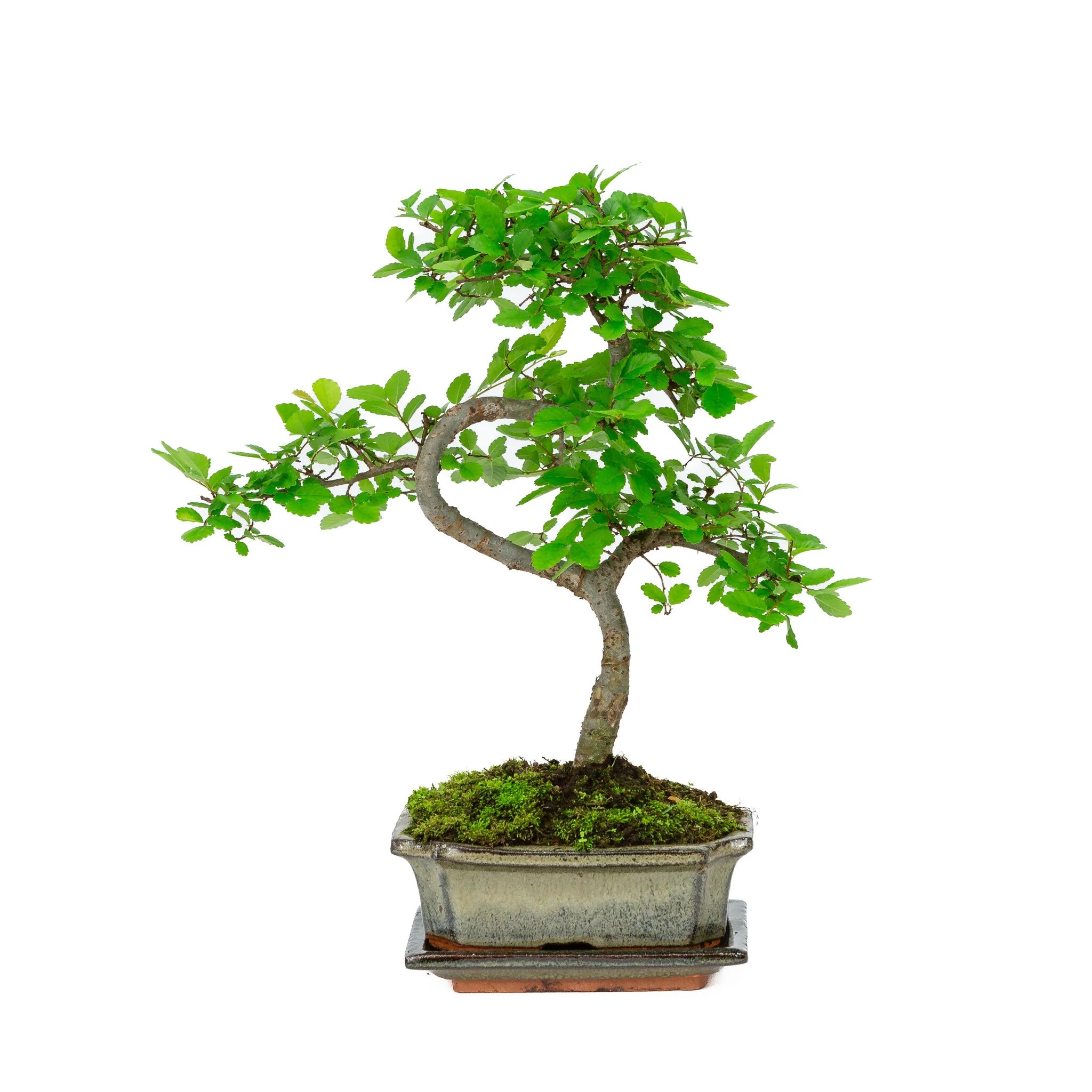 Miniatuur 1