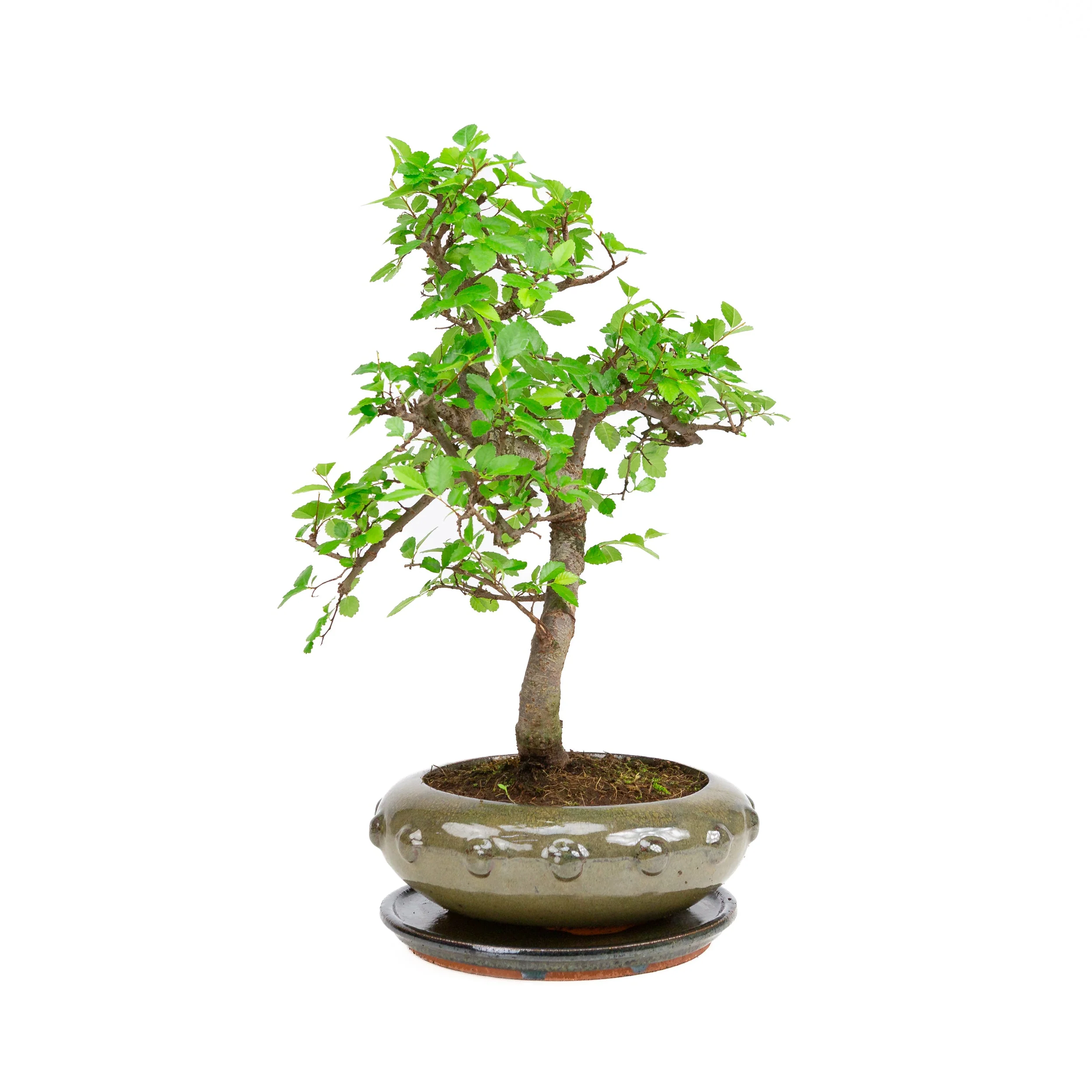 Miniatuur 2