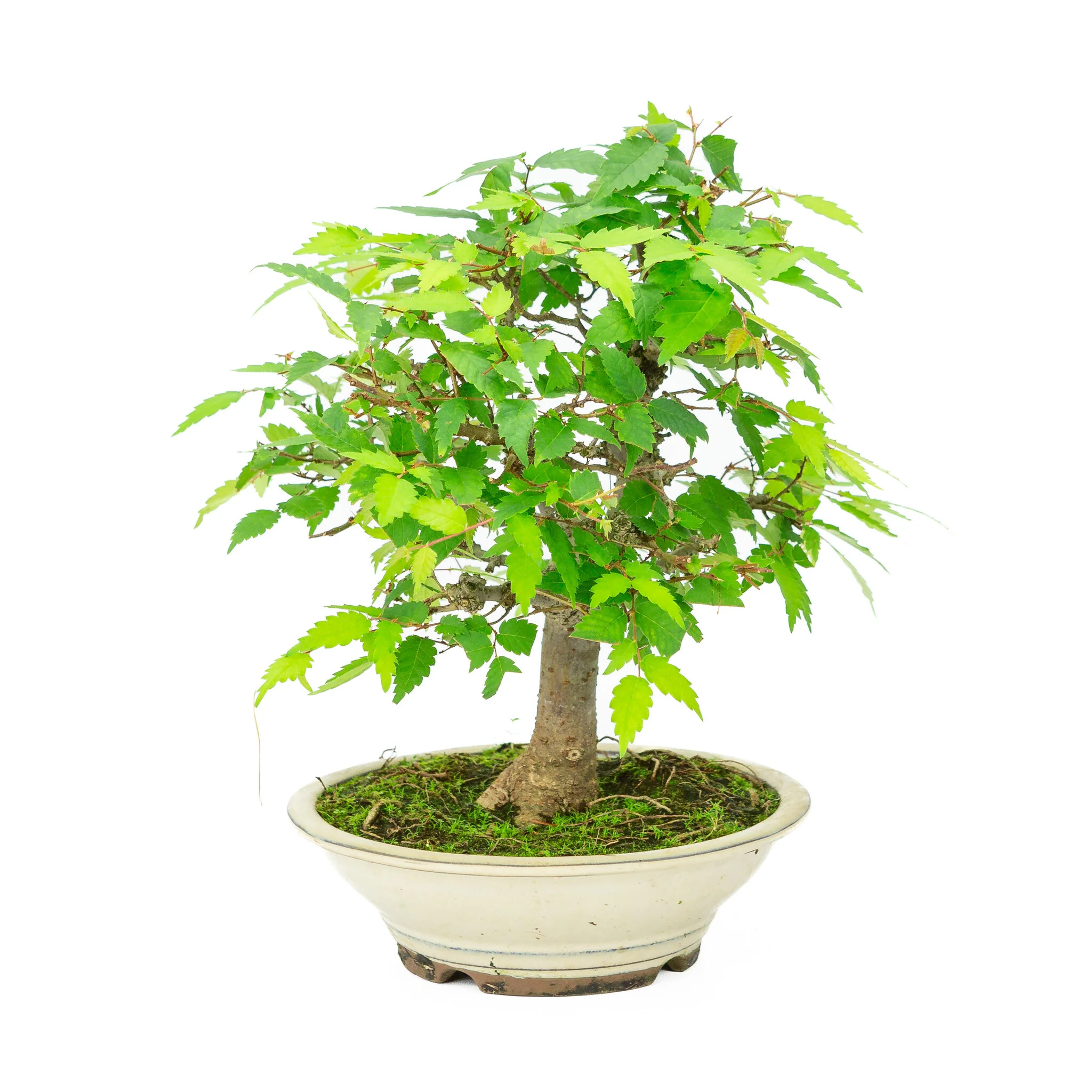 Miniatuur 1