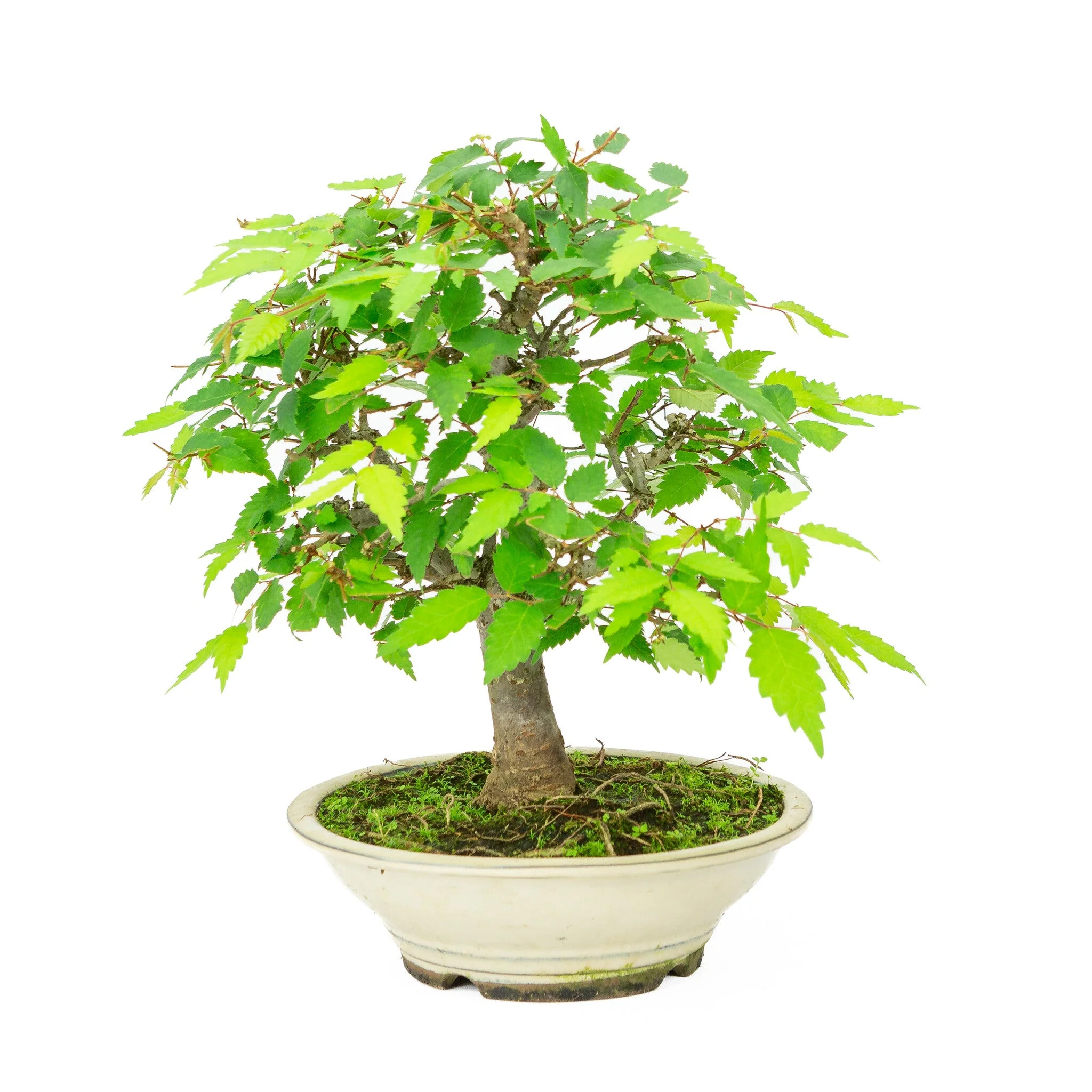 Miniatuur 2